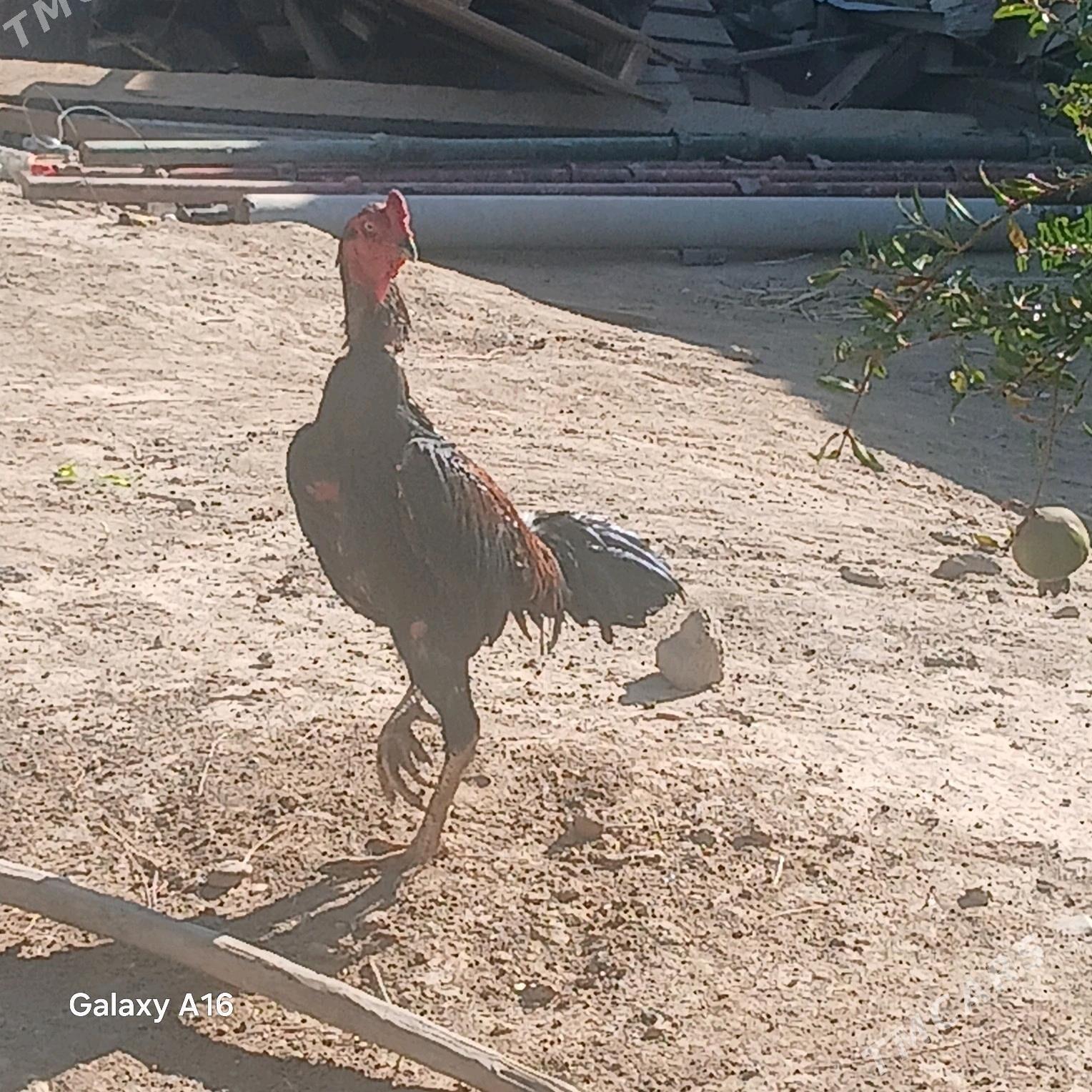 taskent horoz - Ýaşlyk - img 1