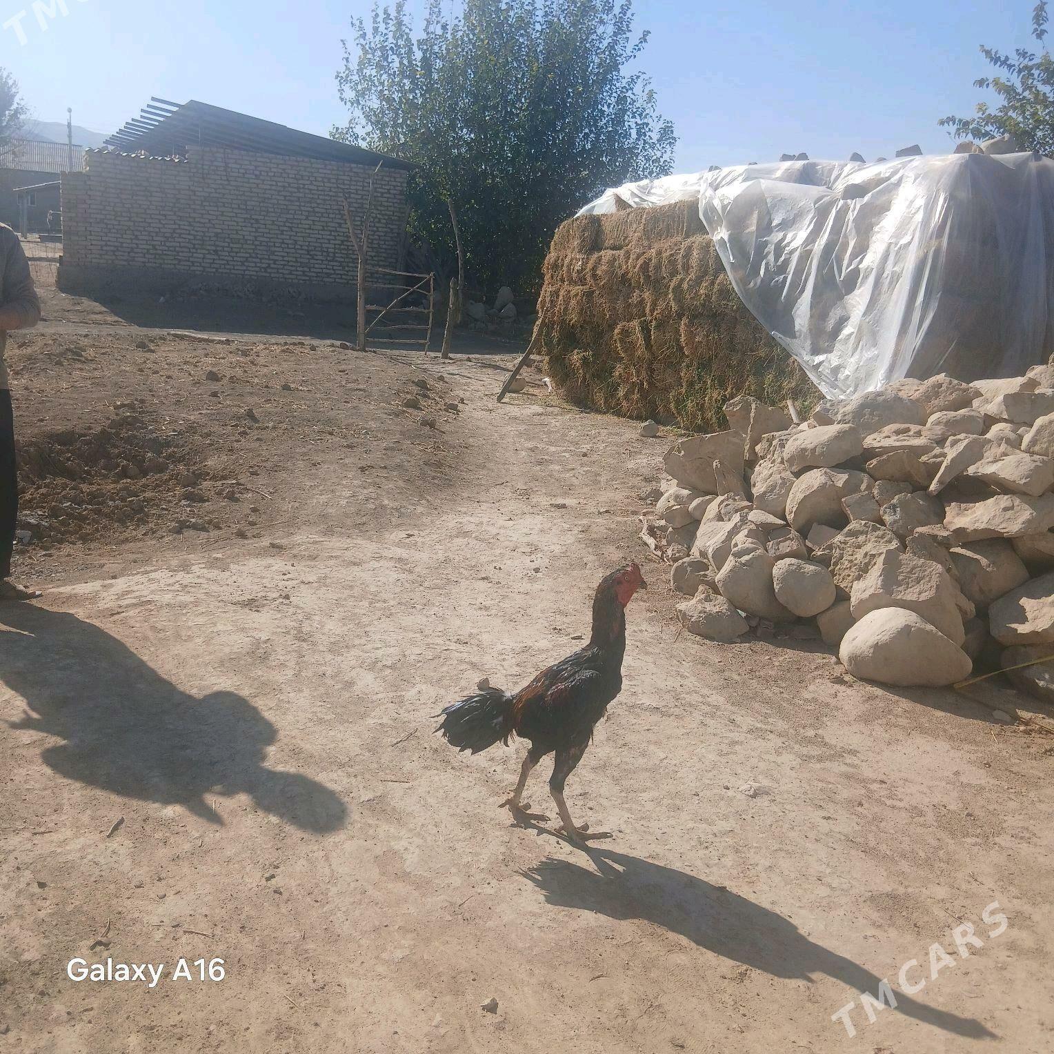 taskent horoz - Ýaşlyk - img 4