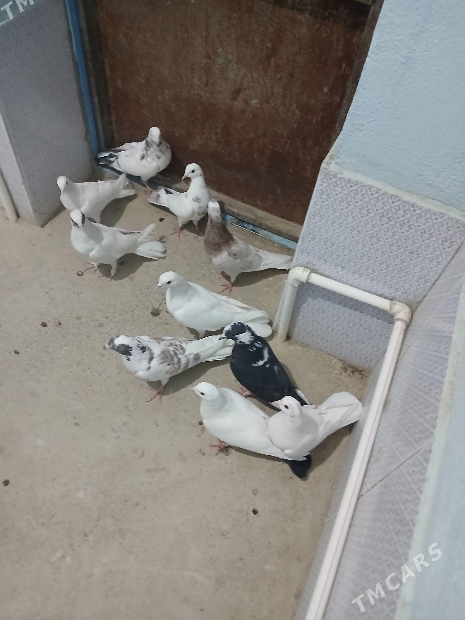 kepderi - Gyzylarbat - img 2