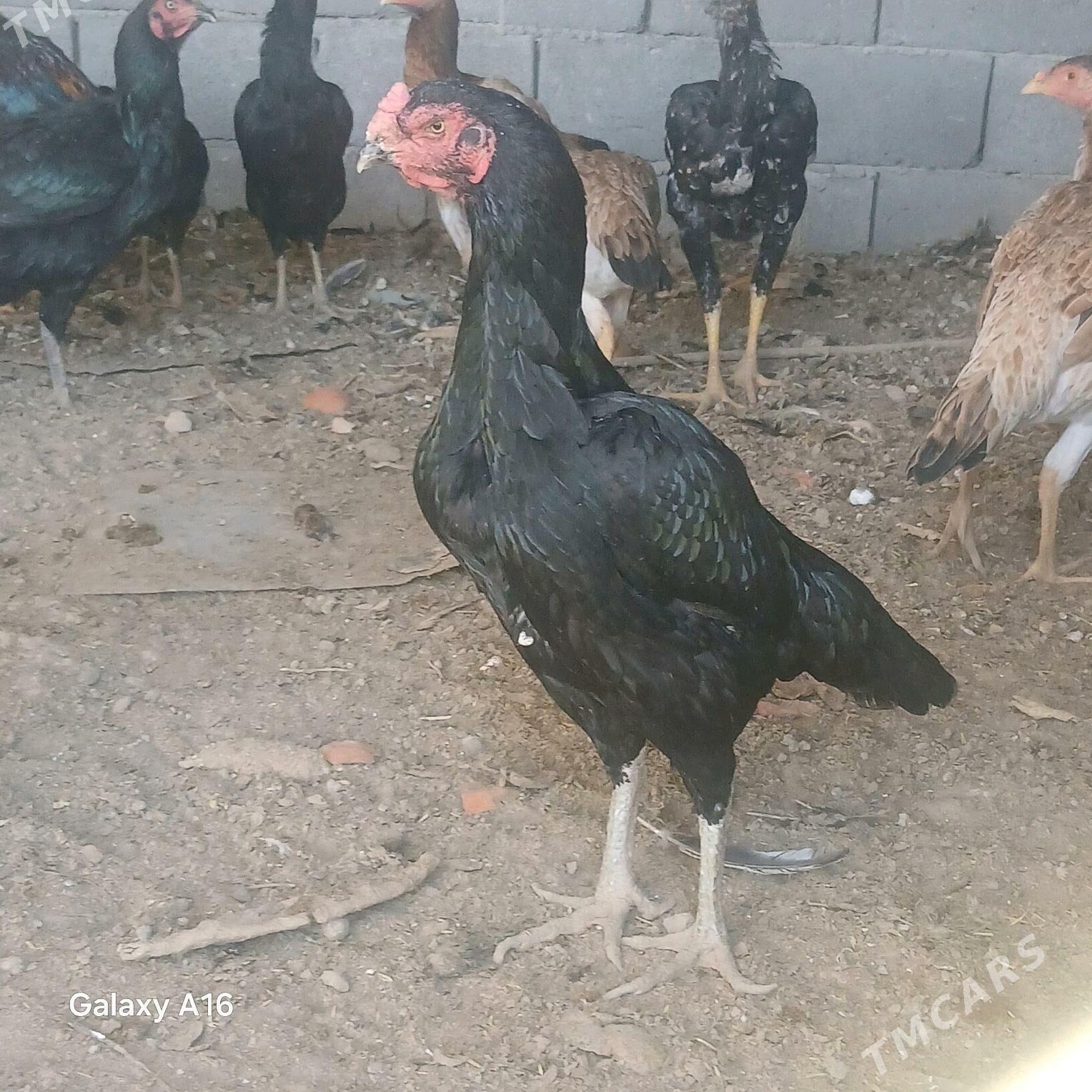 taskent horoz - Ýaşlyk - img 3