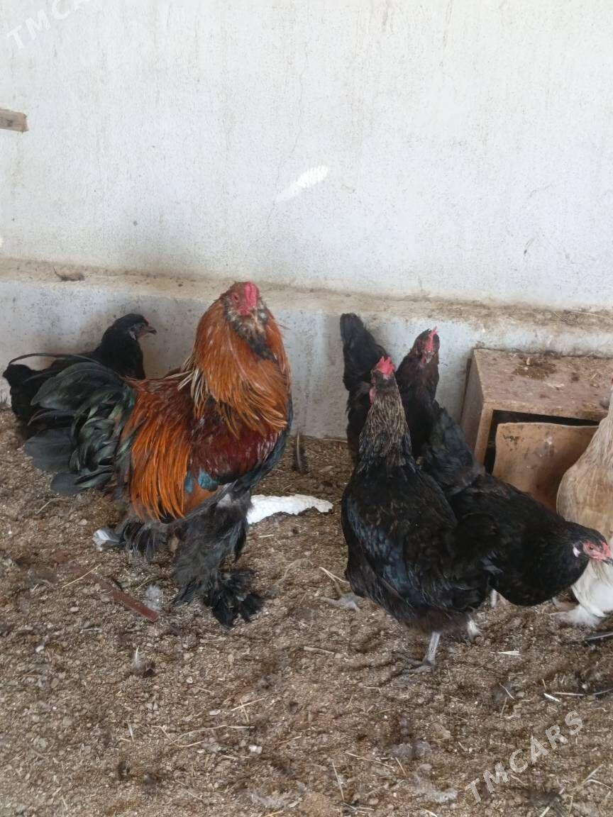 Brama horaz - Гуртли - img 8