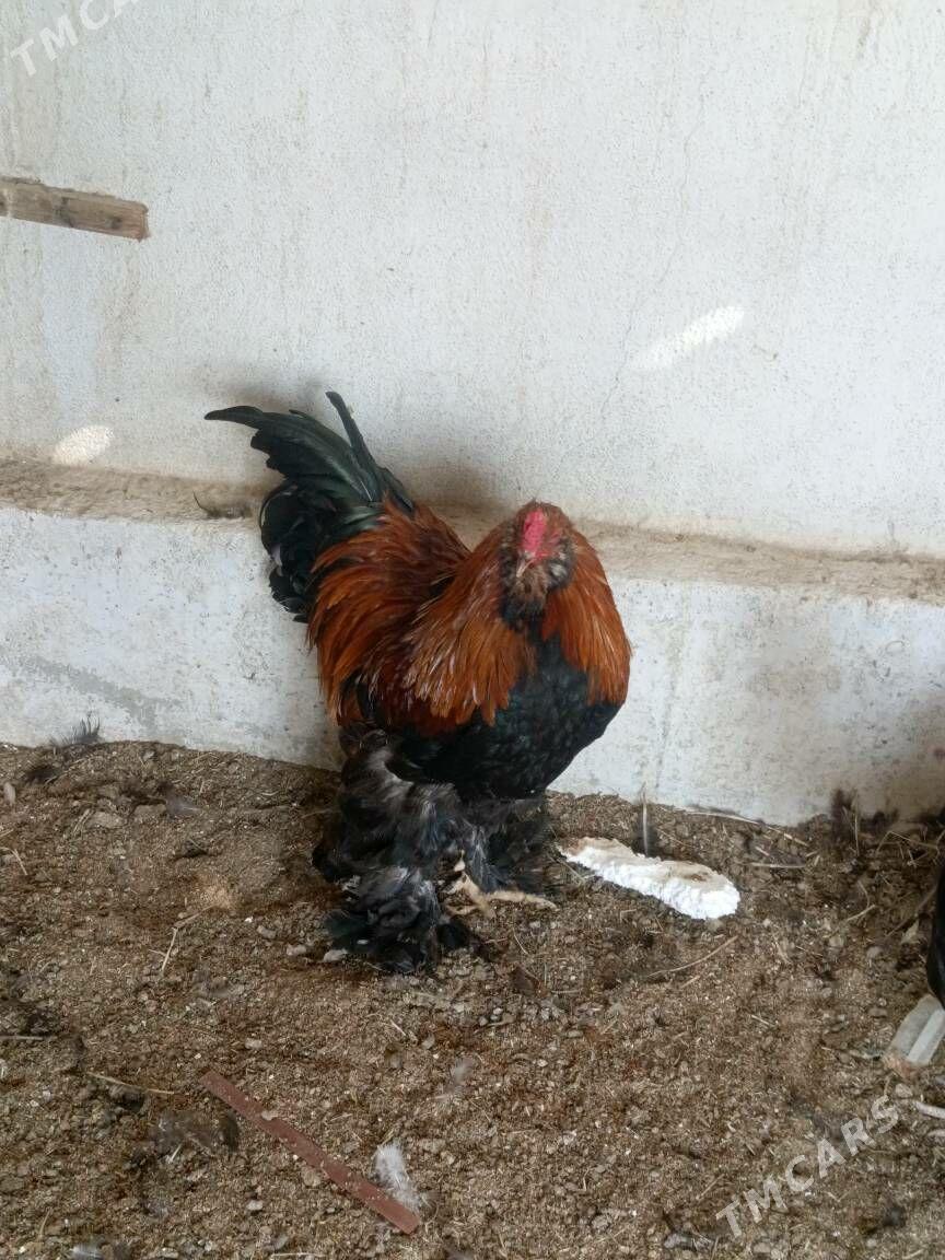 Brama horaz - Гуртли - img 6