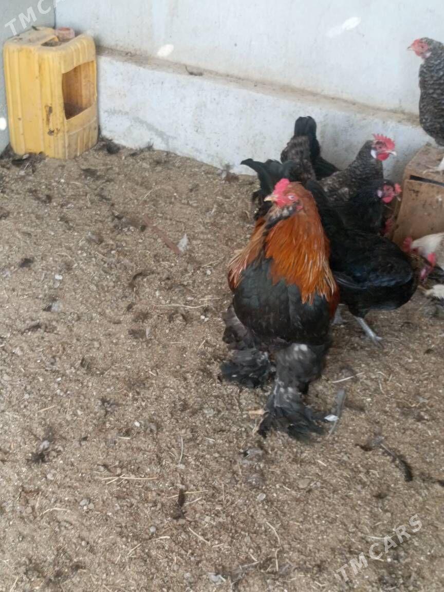 Brama horaz - Гуртли - img 5