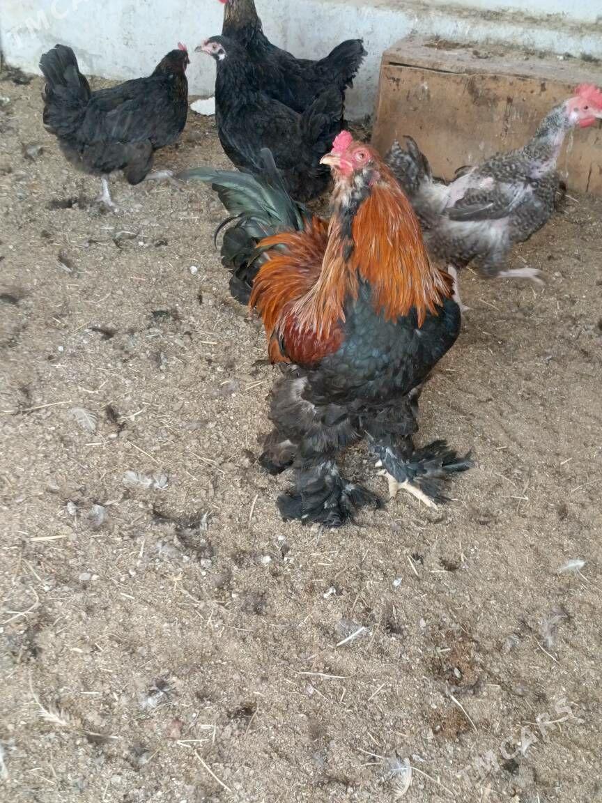 Brama horaz - Гуртли - img 4