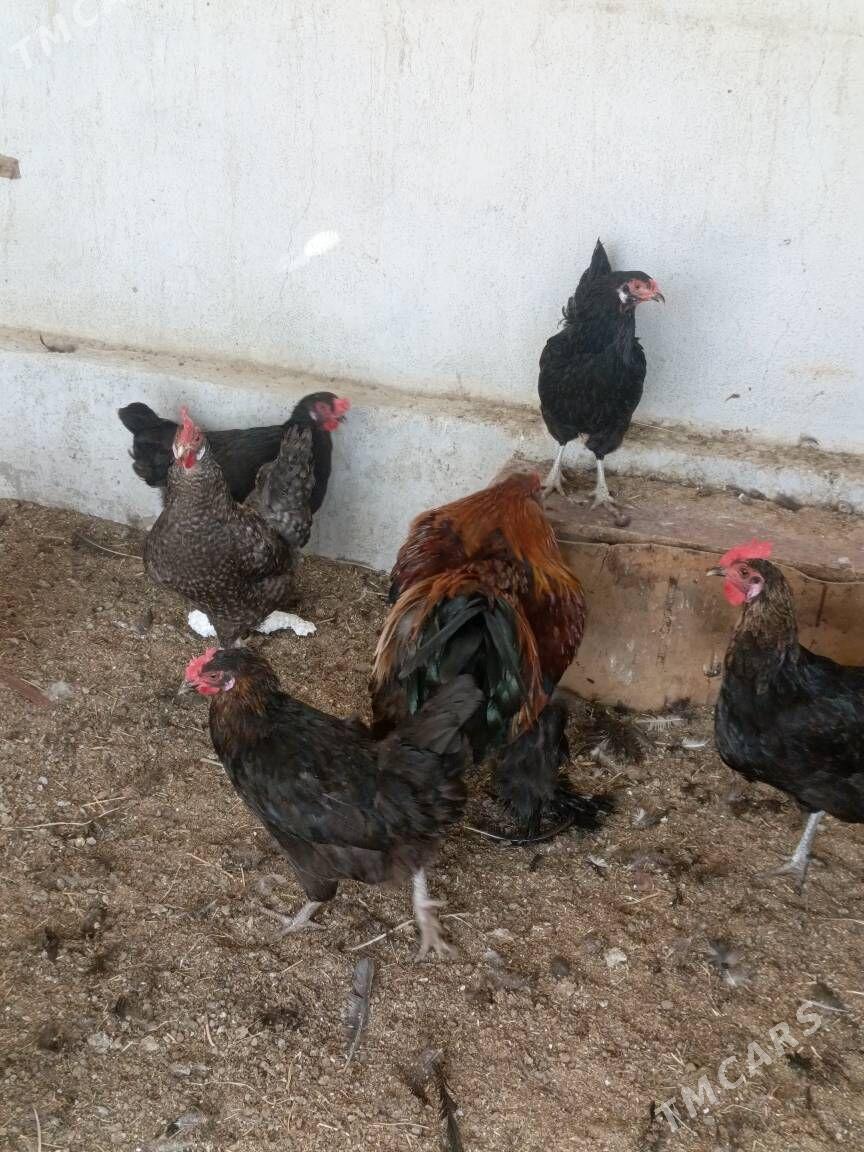 Brama horaz - Гуртли - img 1