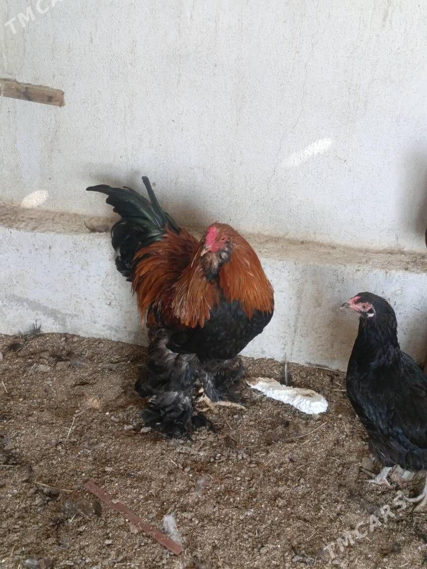 Brama horaz - Гуртли - img 7