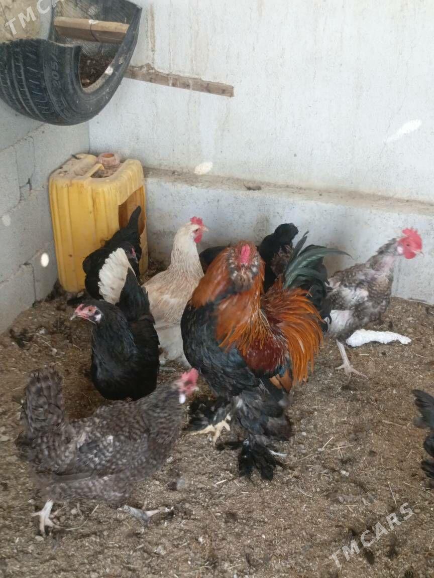 Brama horaz - Гуртли - img 2