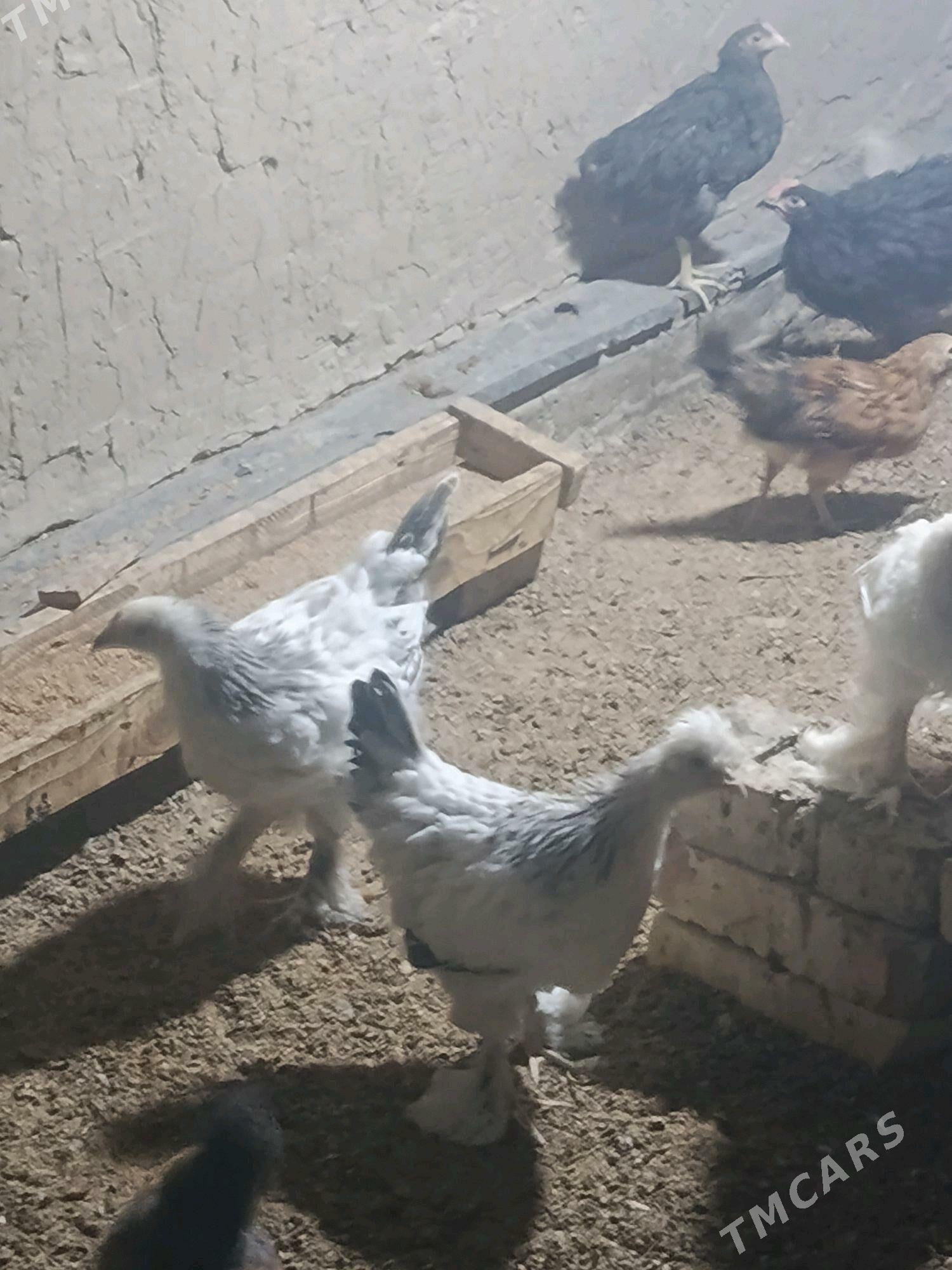 jüyje - Sakarçäge - img 2