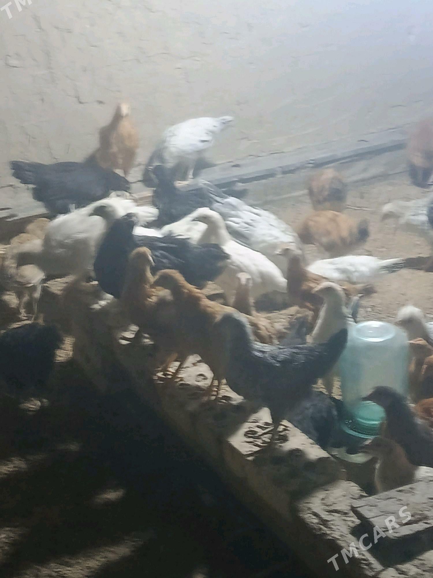 jüyje - Sakarçäge - img 4