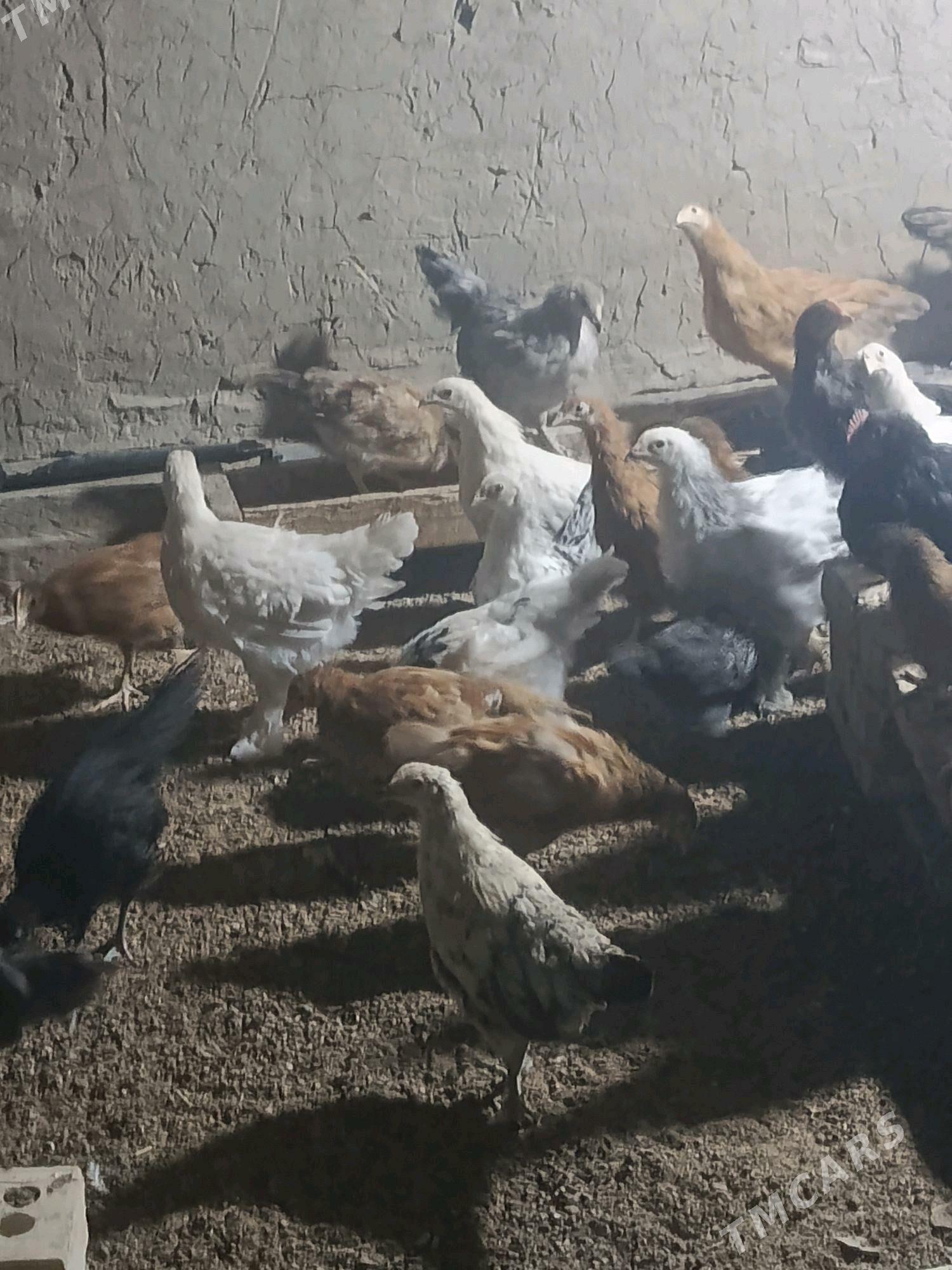 jüyje - Sakarçäge - img 1