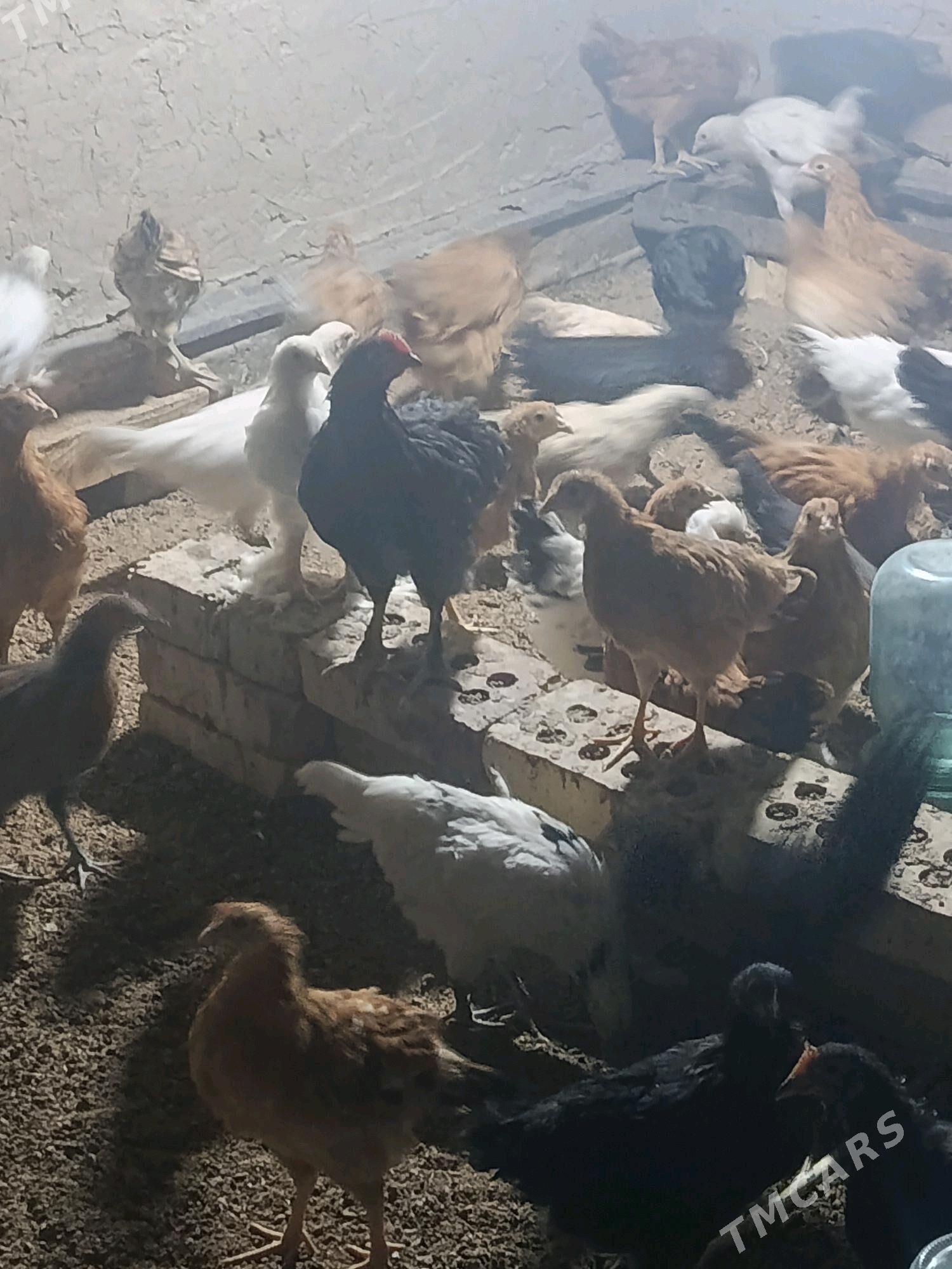 jüyje - Sakarçäge - img 3