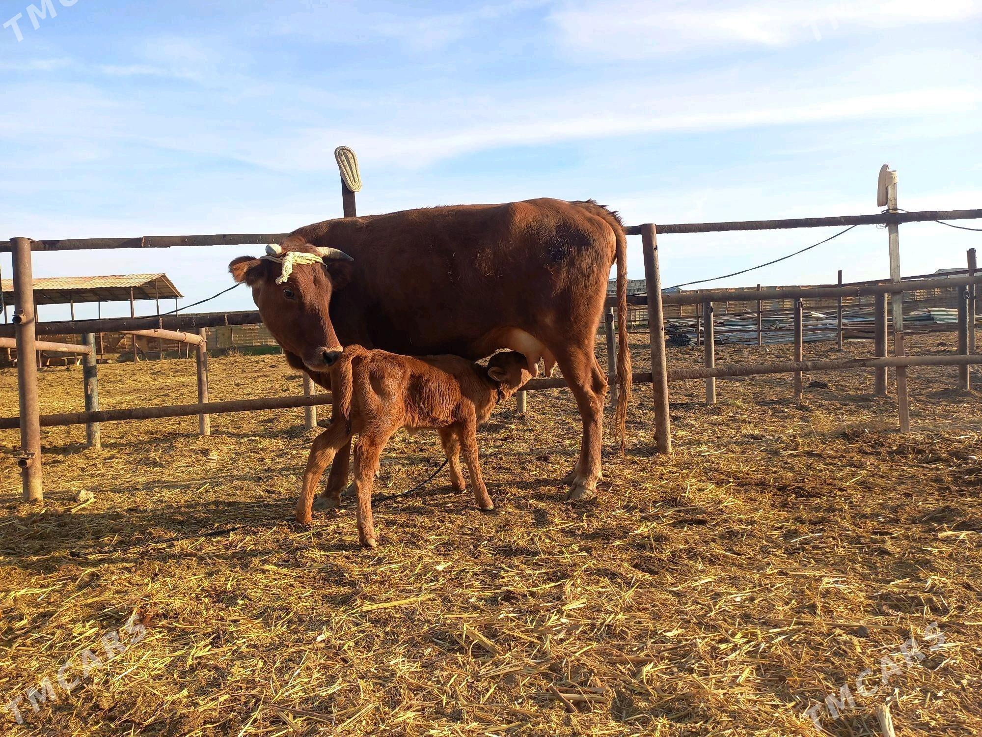goleli sygyr - Wekilbazar - img 1