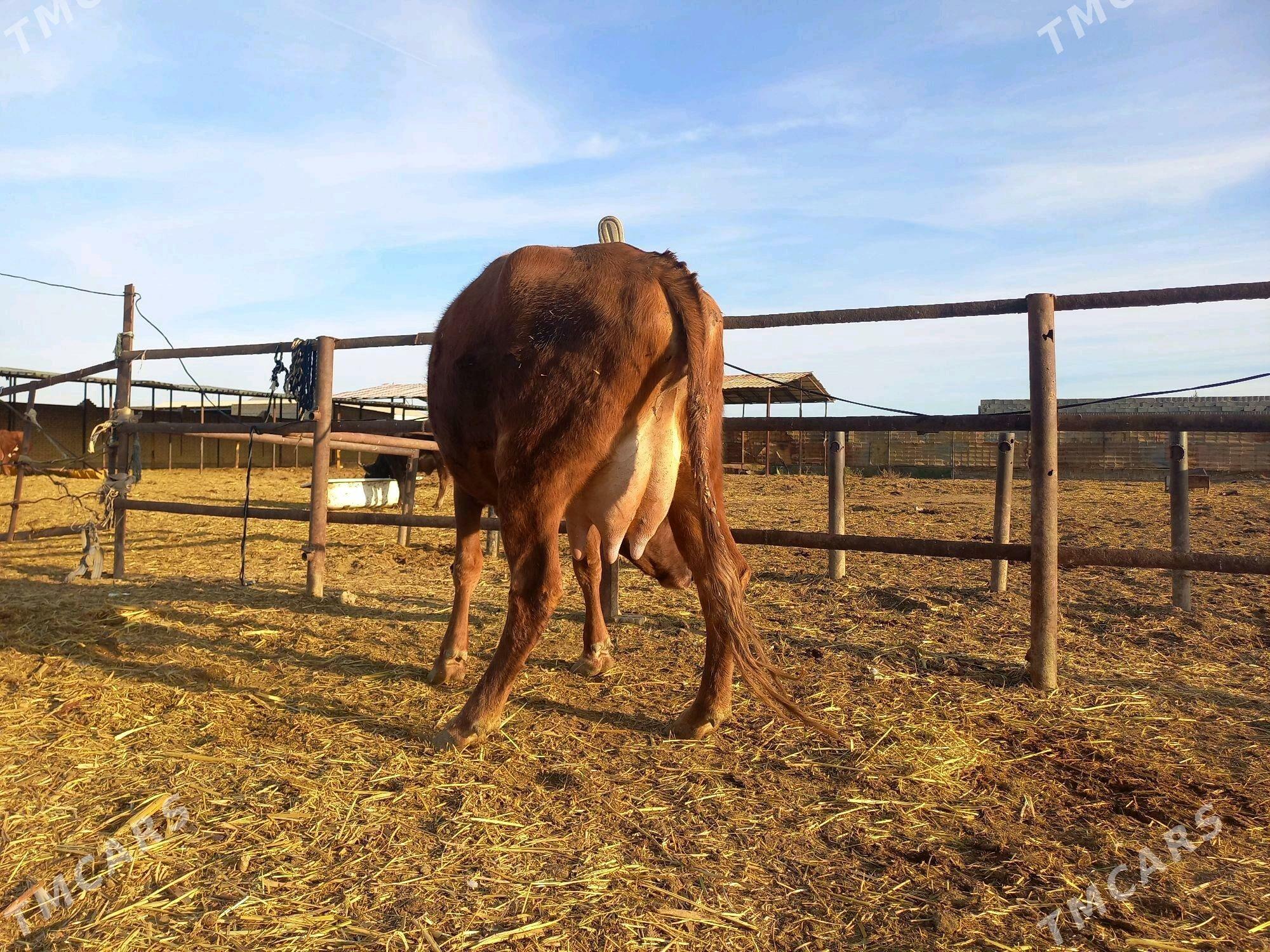 goleli sygyr - Wekilbazar - img 2