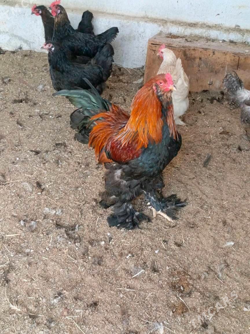 Brama horaz - Гуртли - img 3