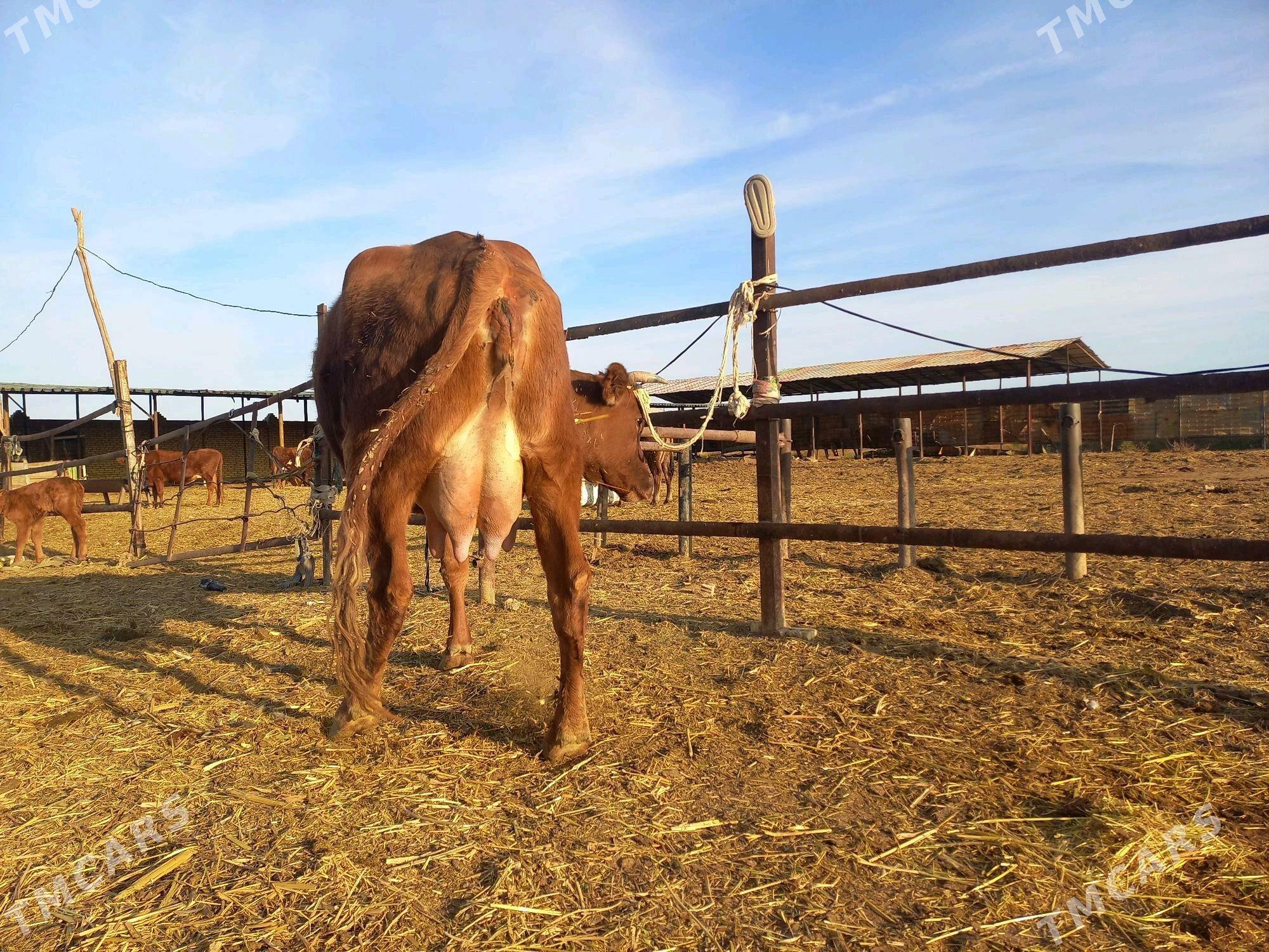 goleli sygyr - Wekilbazar - img 3