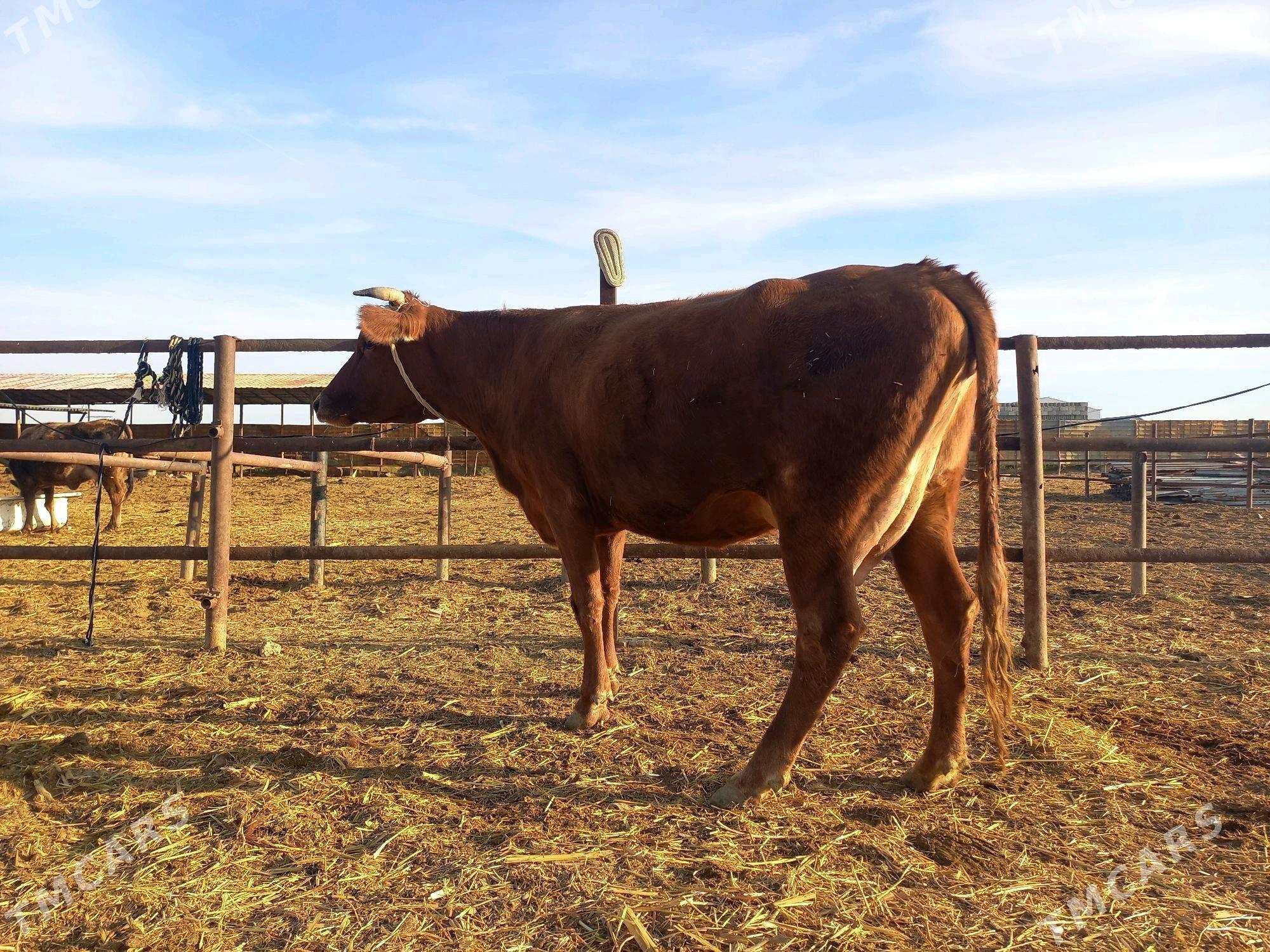 goleli sygyr - Wekilbazar - img 4