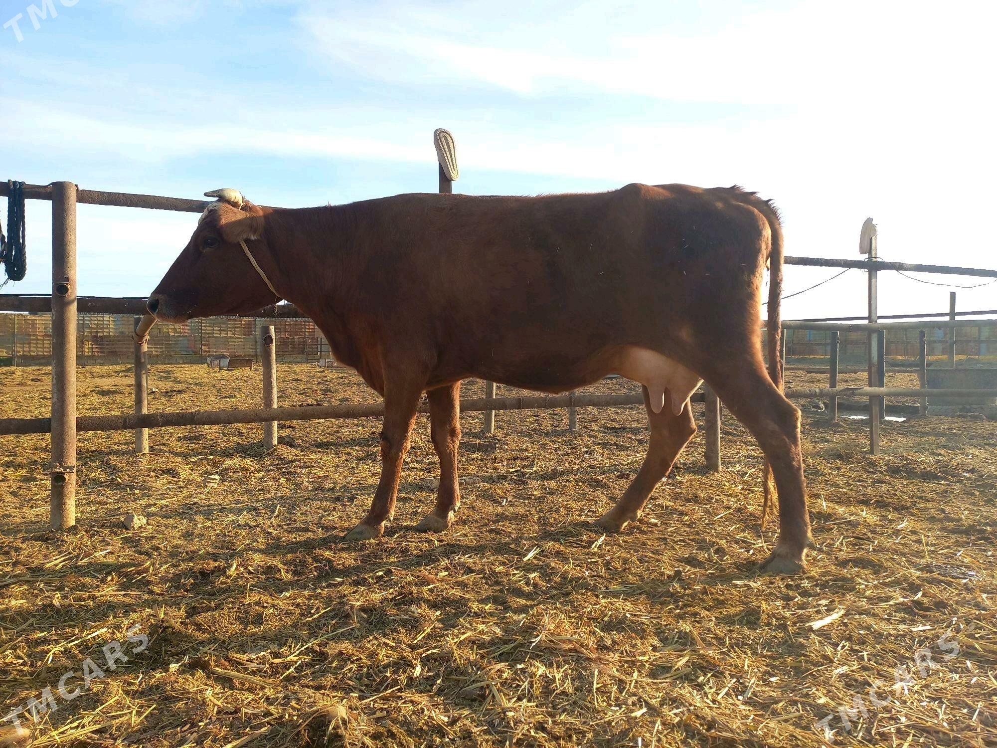 goleli sygyr - Wekilbazar - img 5