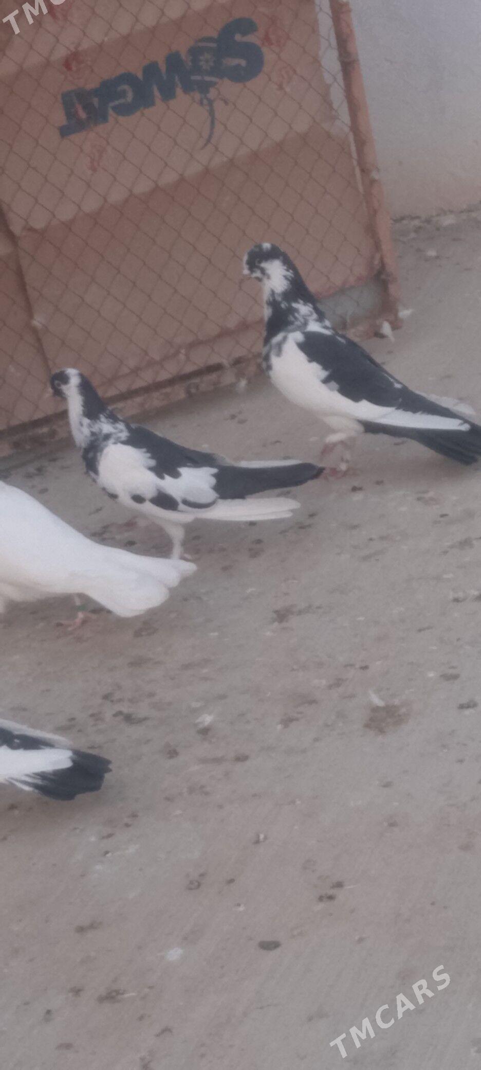 kepderi - Çoganly - img 3