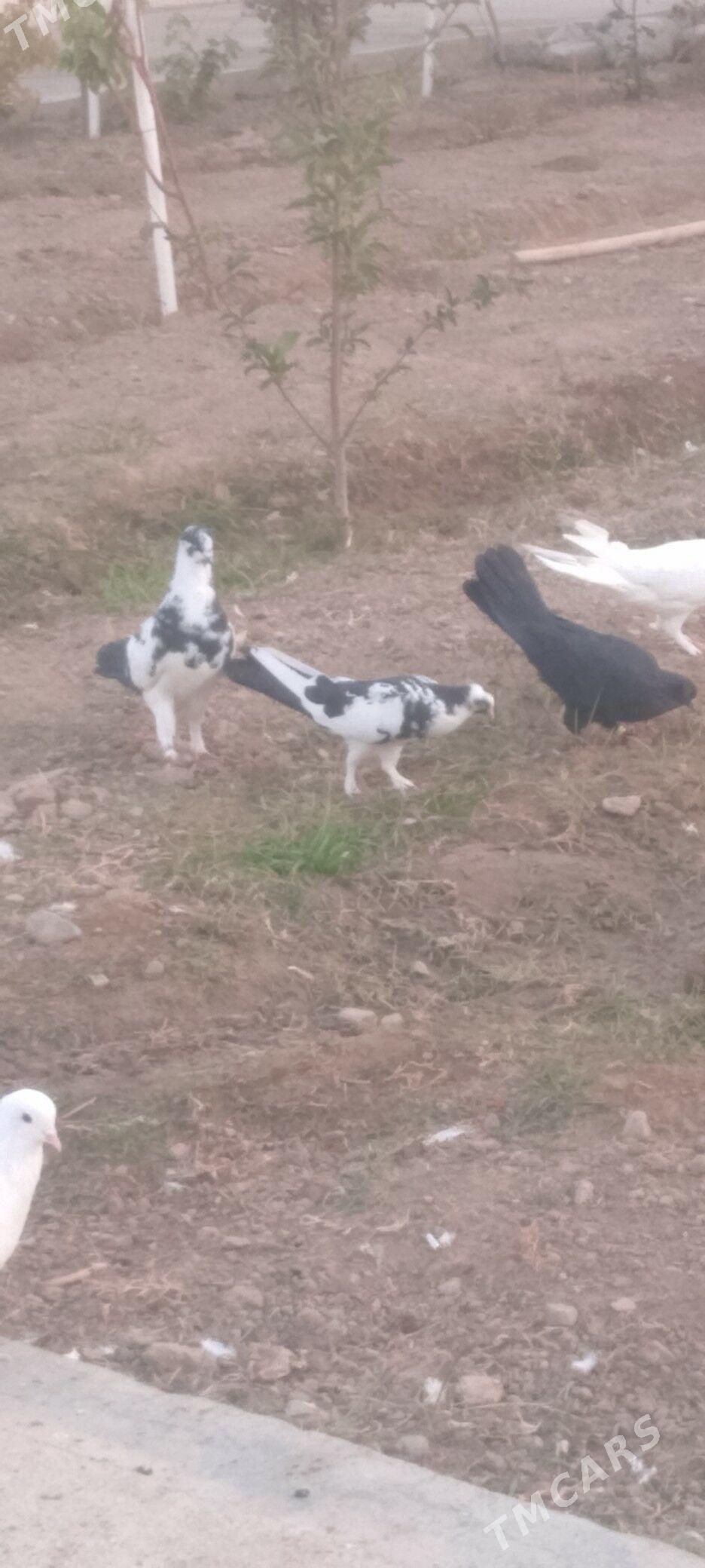 kepderi - Çoganly - img 2