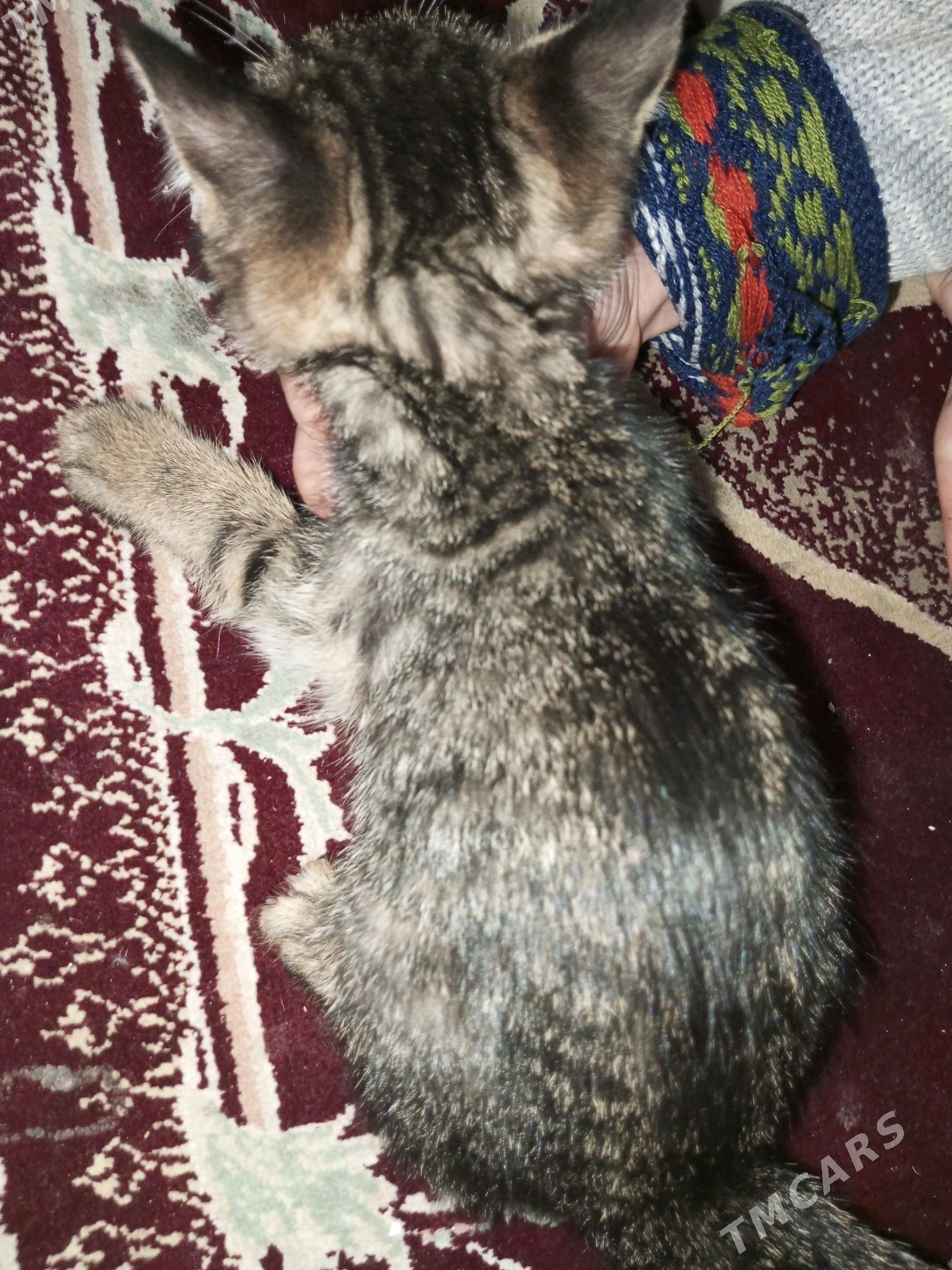 котятакотята - Mary - img 2