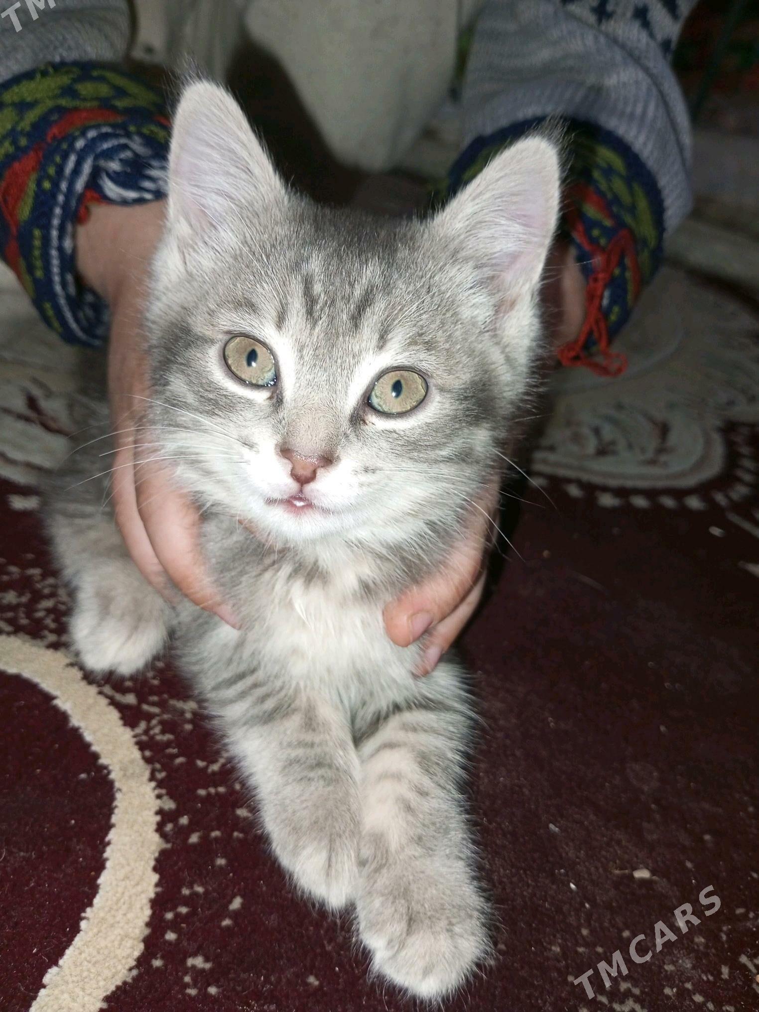 котятакотята - Mary - img 3