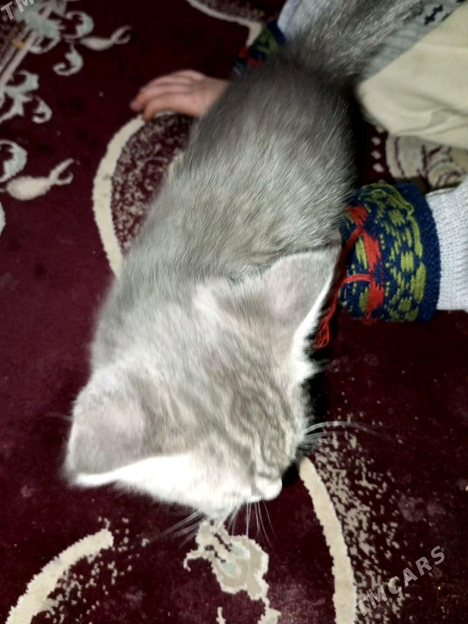 котятакотята - Mary - img 4