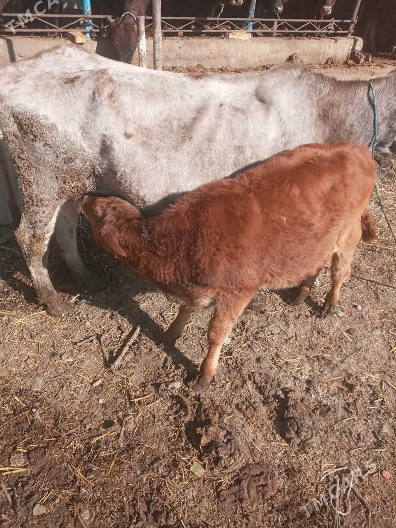 HOHEKLI INEK - Чарджоу - img 2