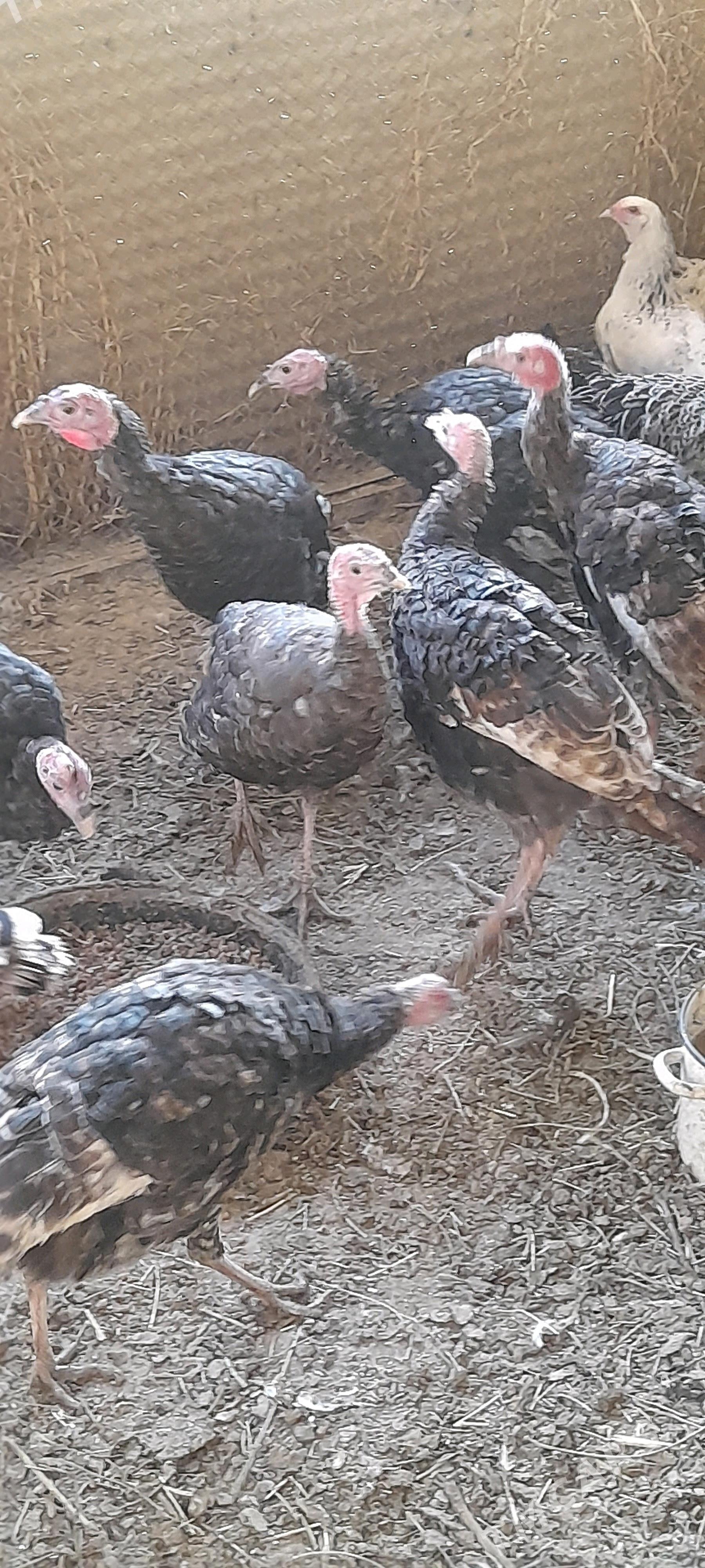 induk - Бахарден - img 3