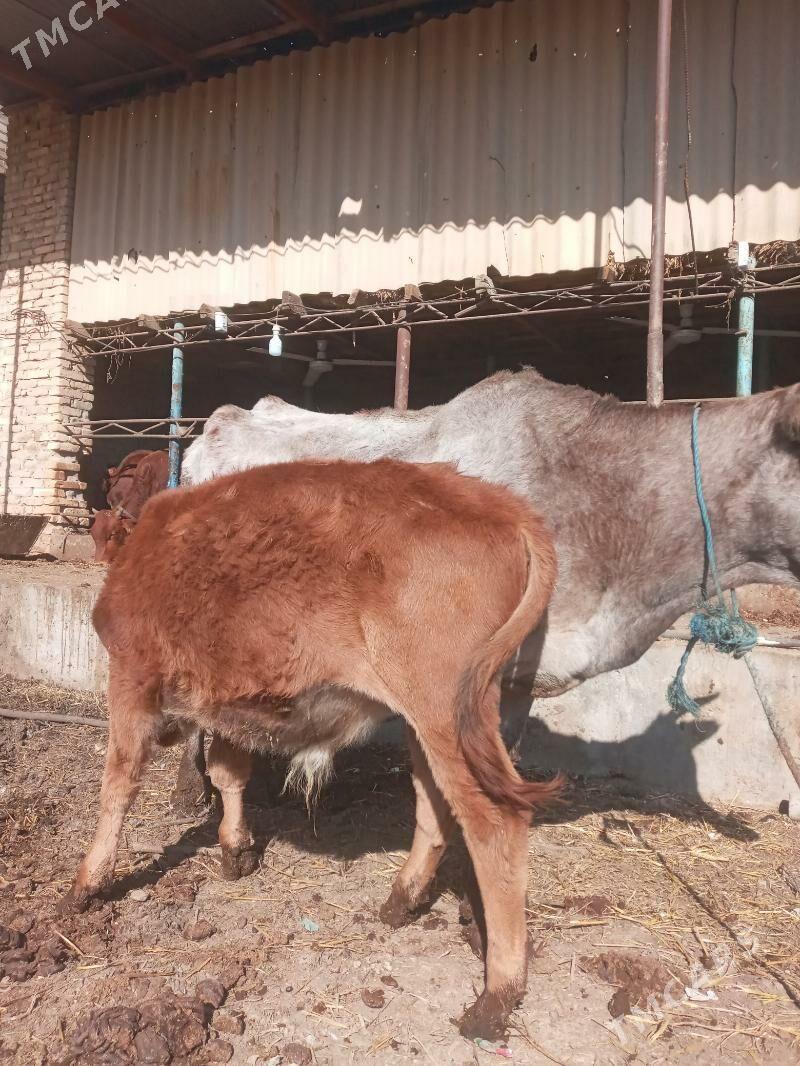 HOHEKLI INEK - Чарджоу - img 3