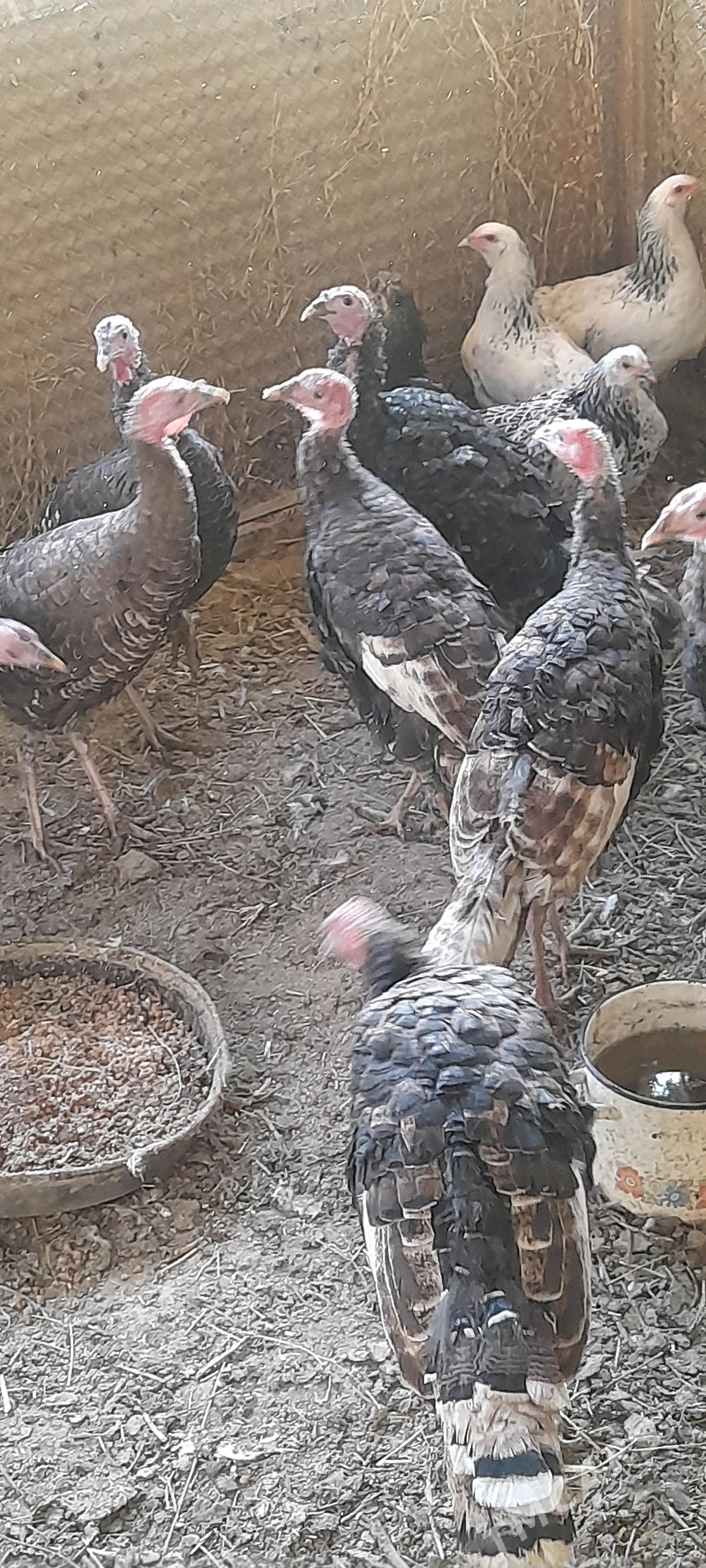 induk - Бахарден - img 4