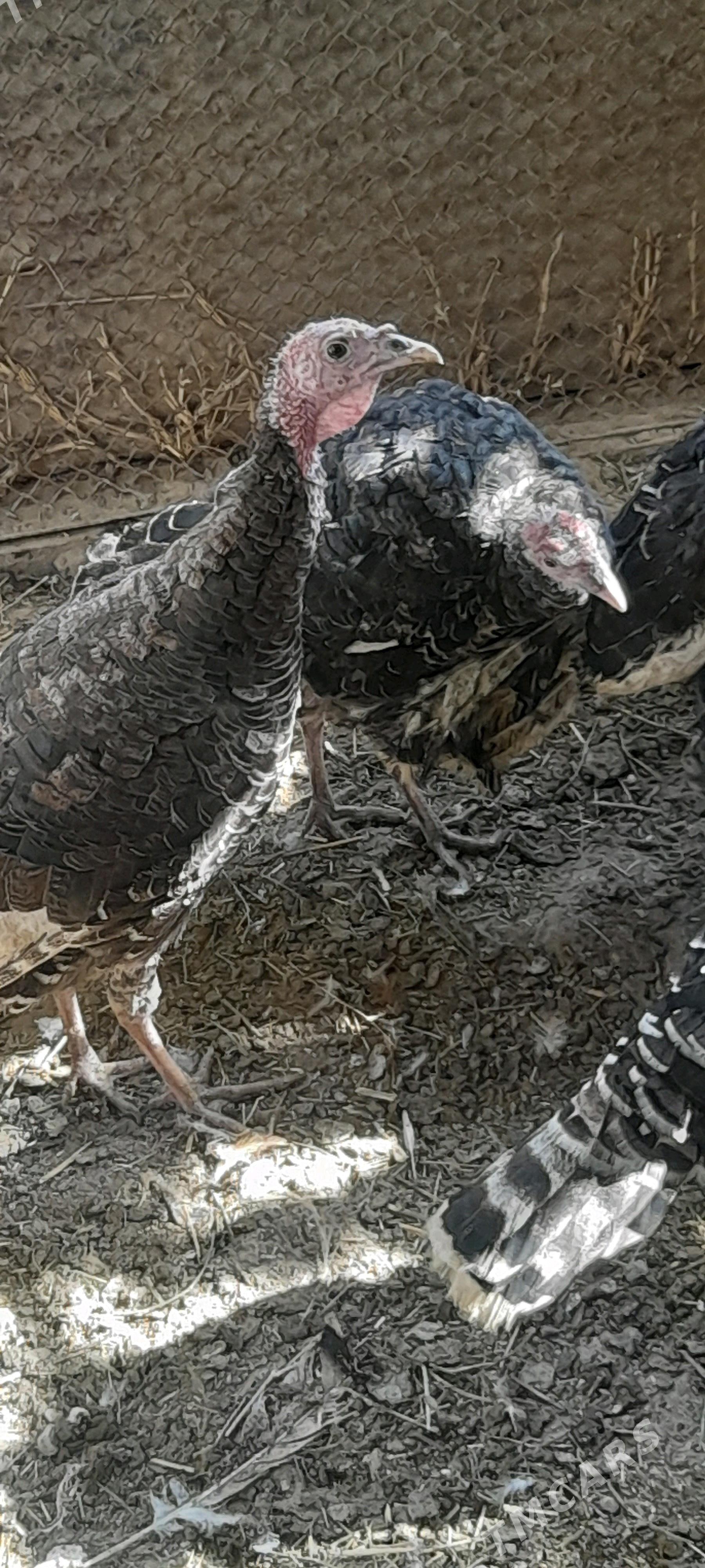 induk - Бахарден - img 2