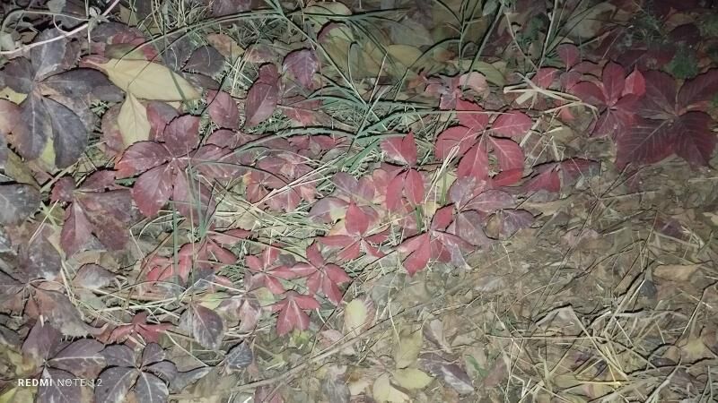 Dewicni winegrat - Gypjak - img 9