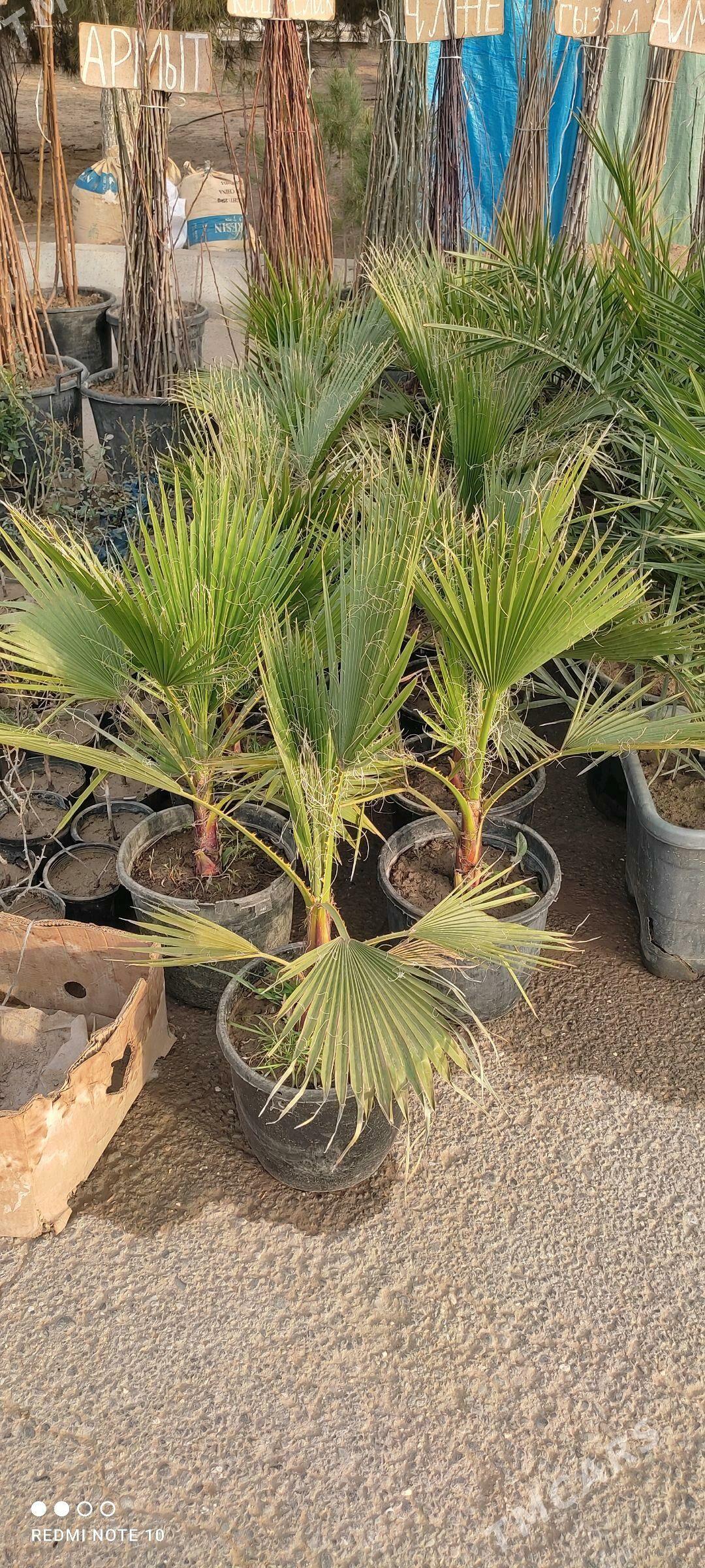 Miweli bag yolka gul kolegelik - Howdan "A" - img 2