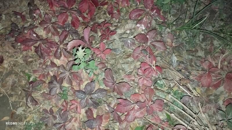 Dewicni winegrat - Gypjak - img 6