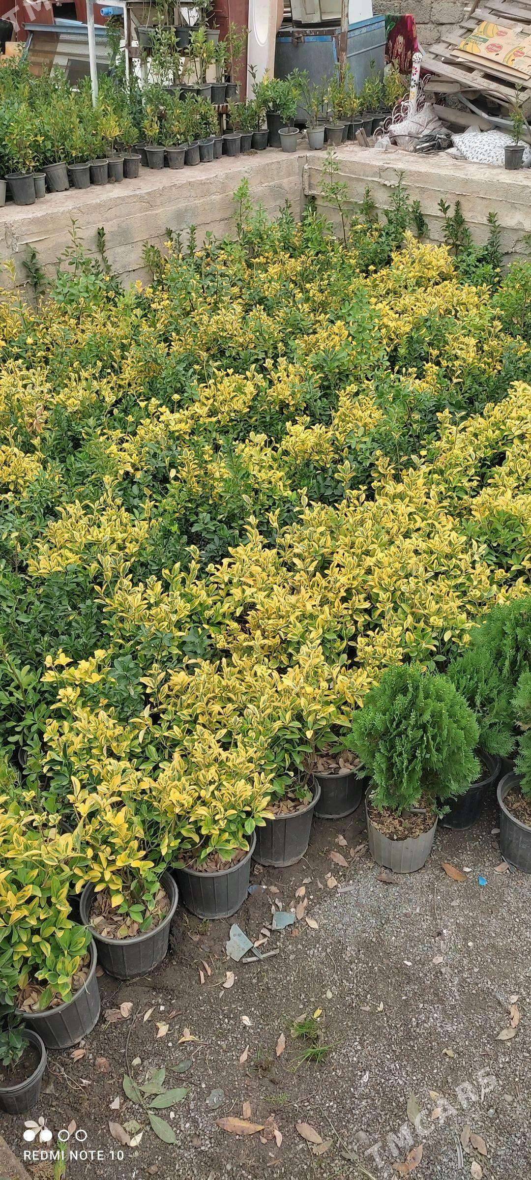 Miweli bag yolka gul kolegelik - Howdan "A" - img 1