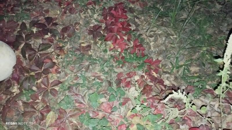 Dewicni winegrat - Gypjak - img 7