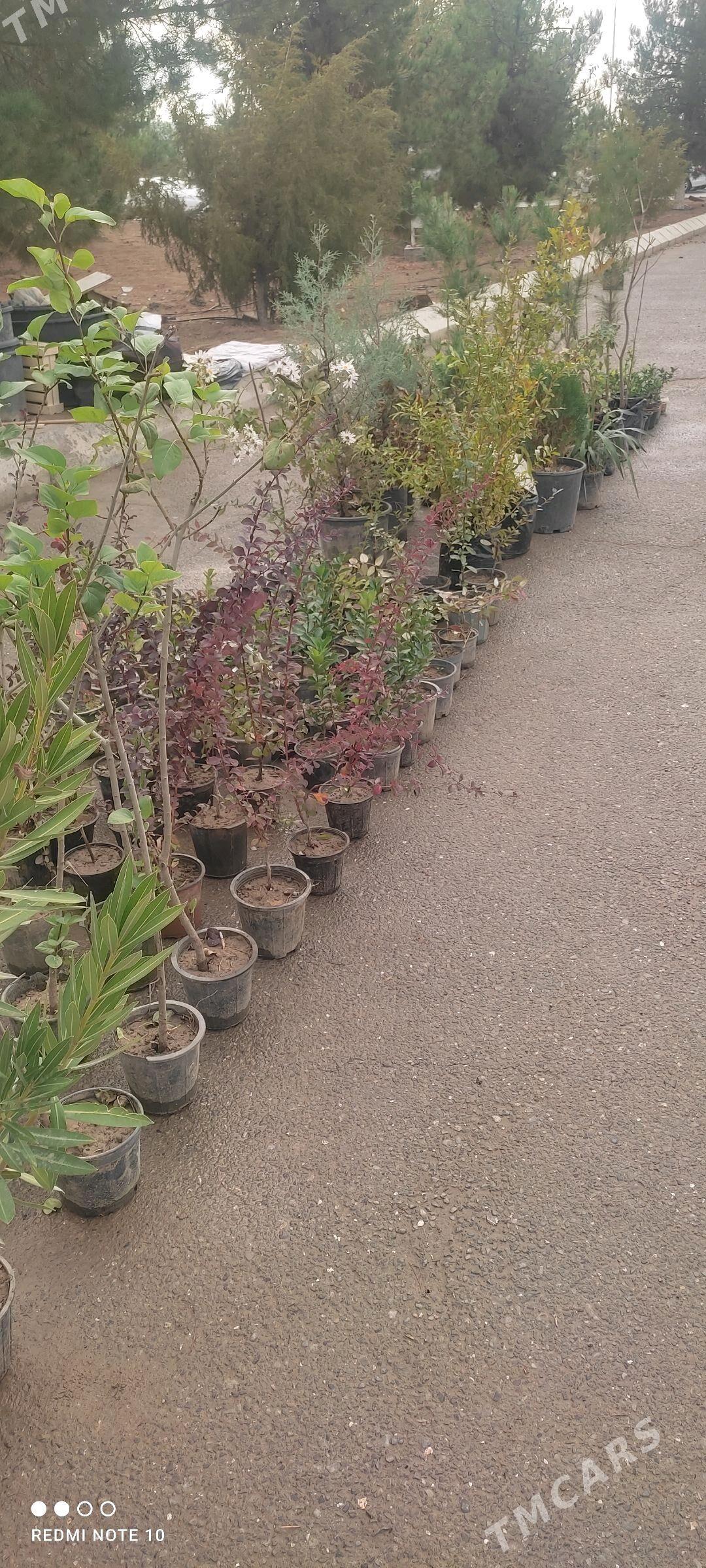 Miweli bag yolka gul kolegelik - Howdan "A" - img 3