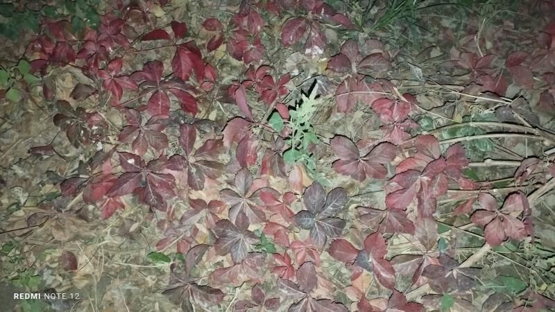 Dewicni winegrat - Gypjak - img 8