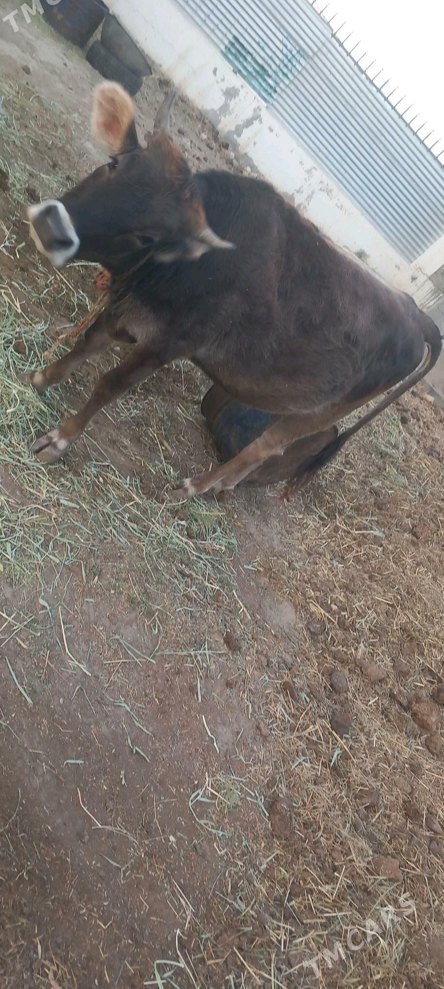 sygyr - Гёкдепе - img 2