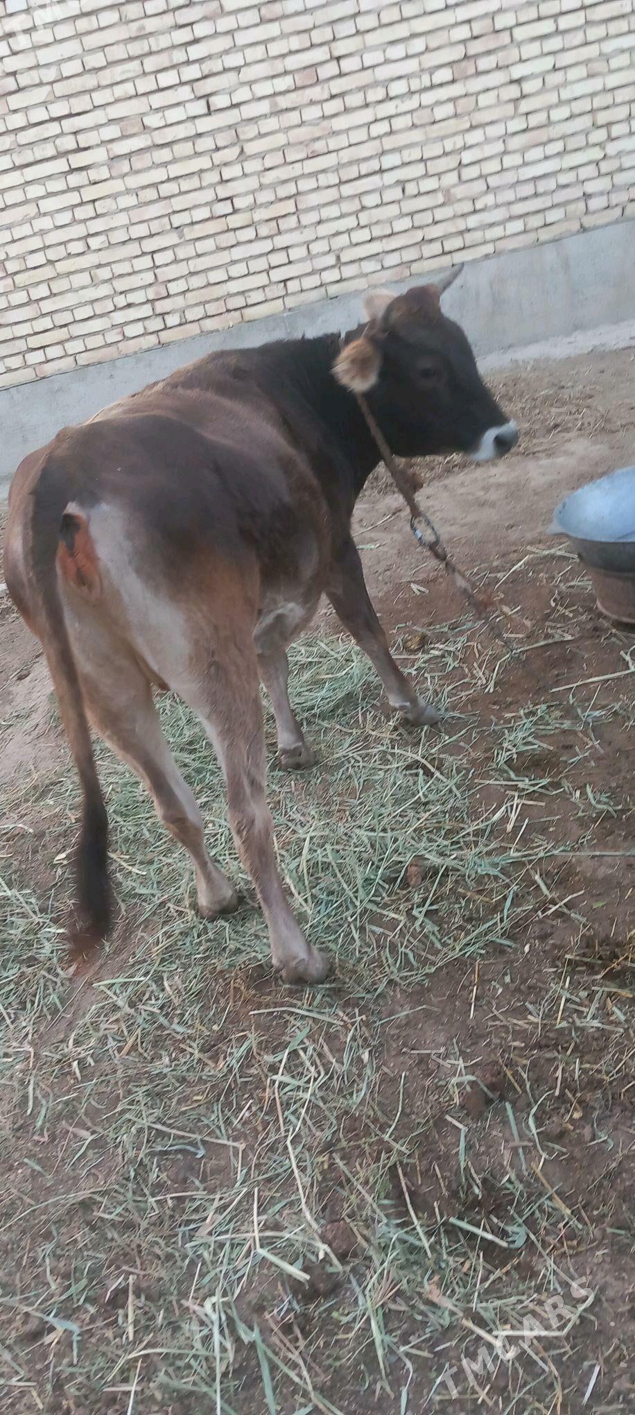 sygyr - Гёкдепе - img 3