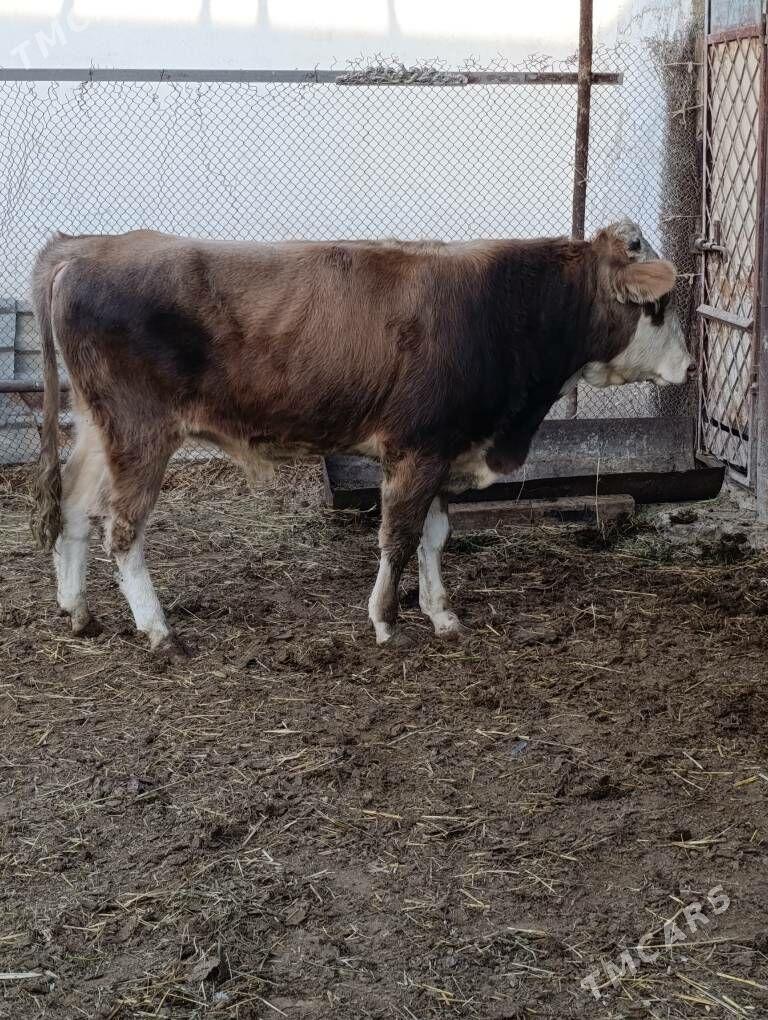 simental tohum okuz - Gökdepe - img 5