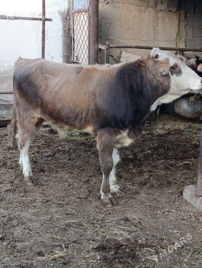 simental tohum okuz - Gökdepe - img 1