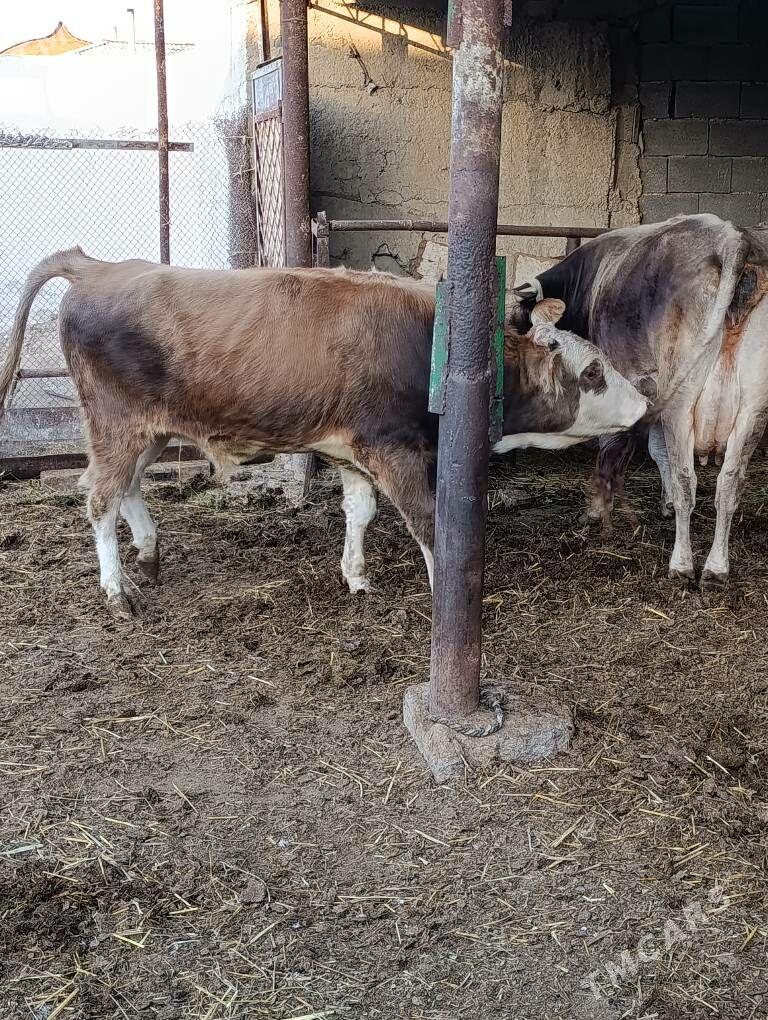 simental tohum okuz - Gökdepe - img 4