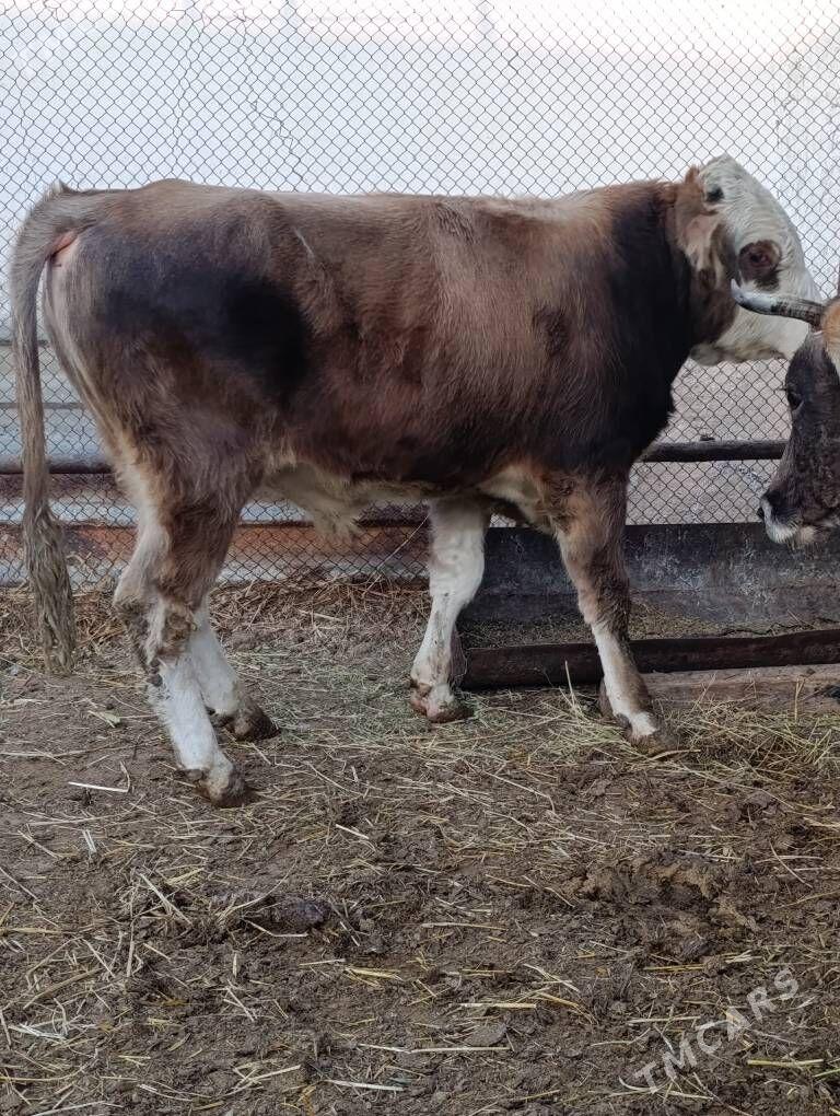 simental tohum okuz - Gökdepe - img 3