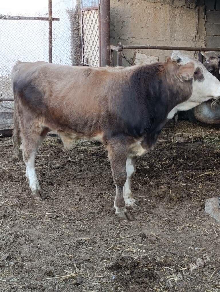 simental tohum okuz - Gökdepe - img 2