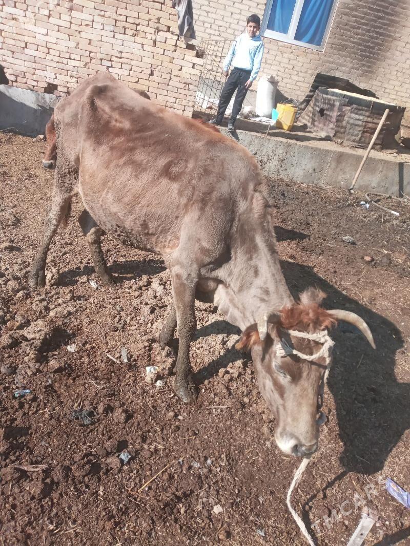 KYSYR INEK - Çärjew - img 2