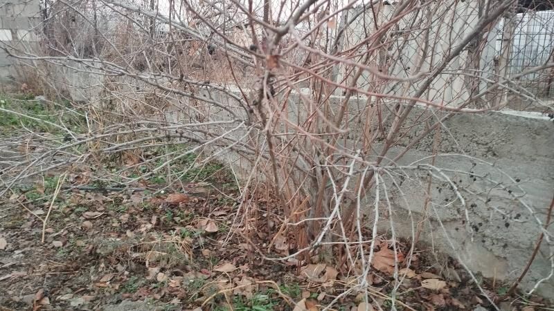 corny smarodina - Кипджак - img 7