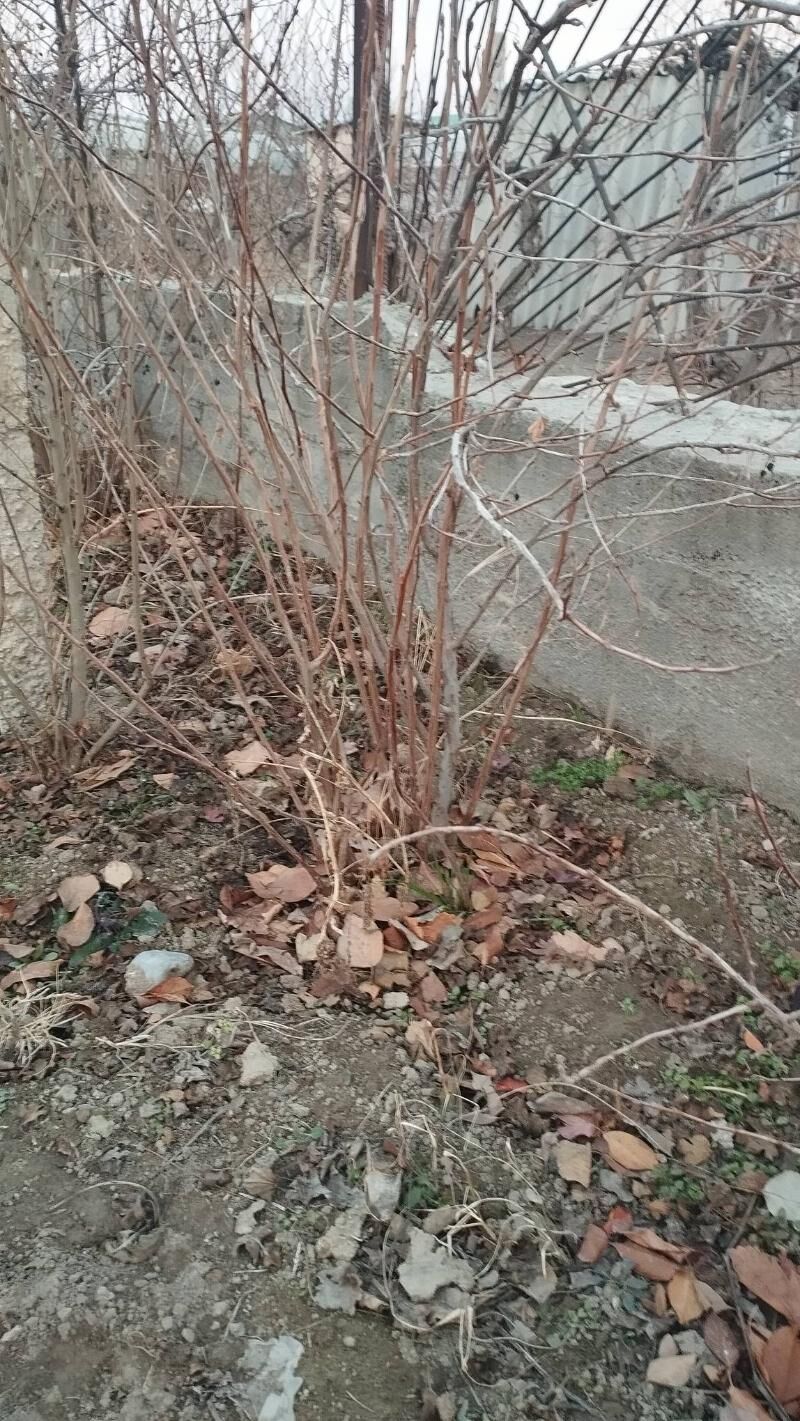 corny smarodina - Кипджак - img 6