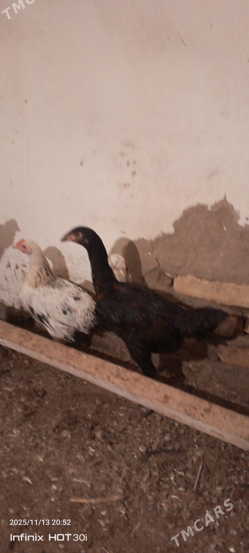 dekan - Daşoguz - img 2