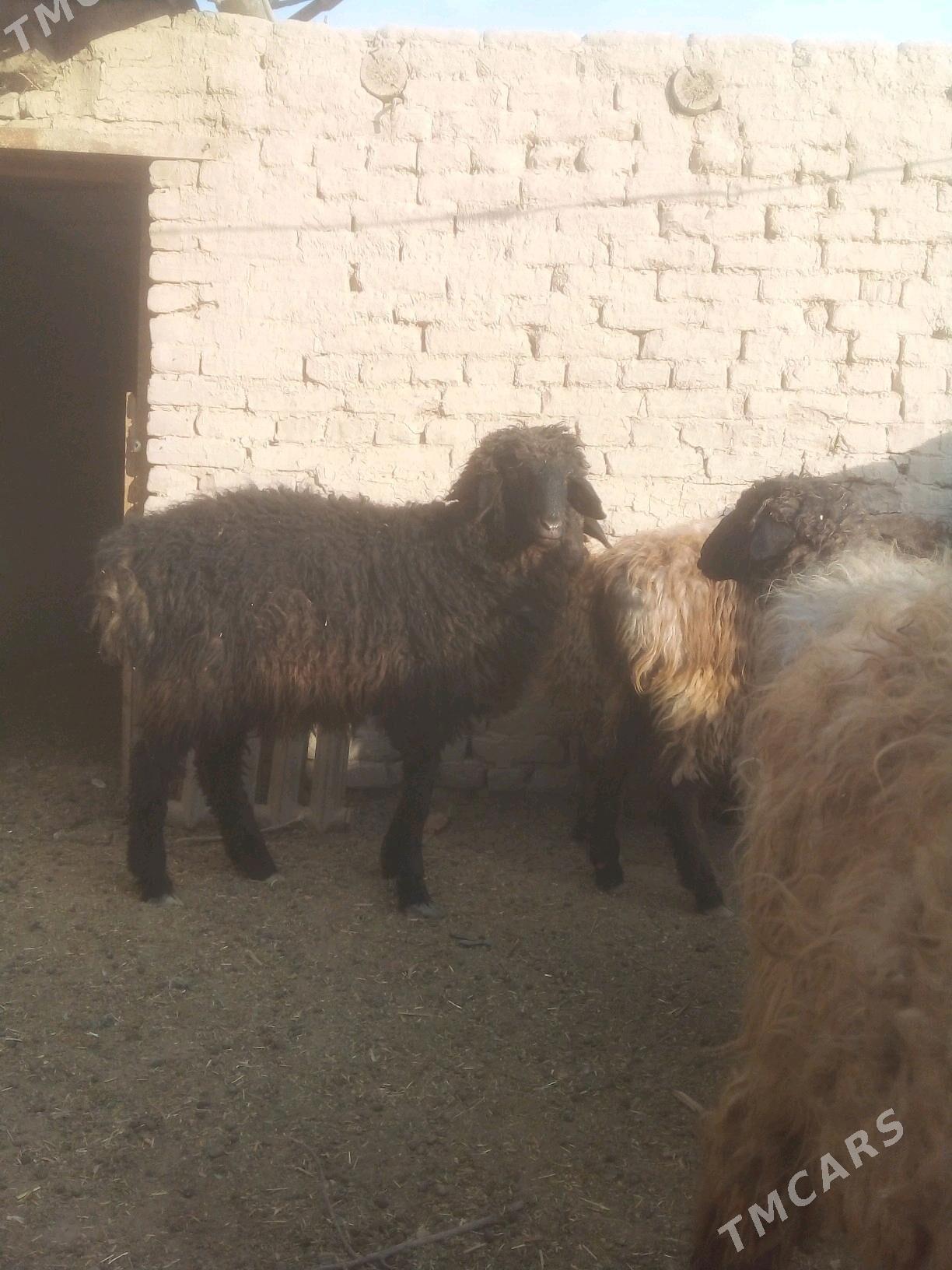 goc - Дашогуз - img 2